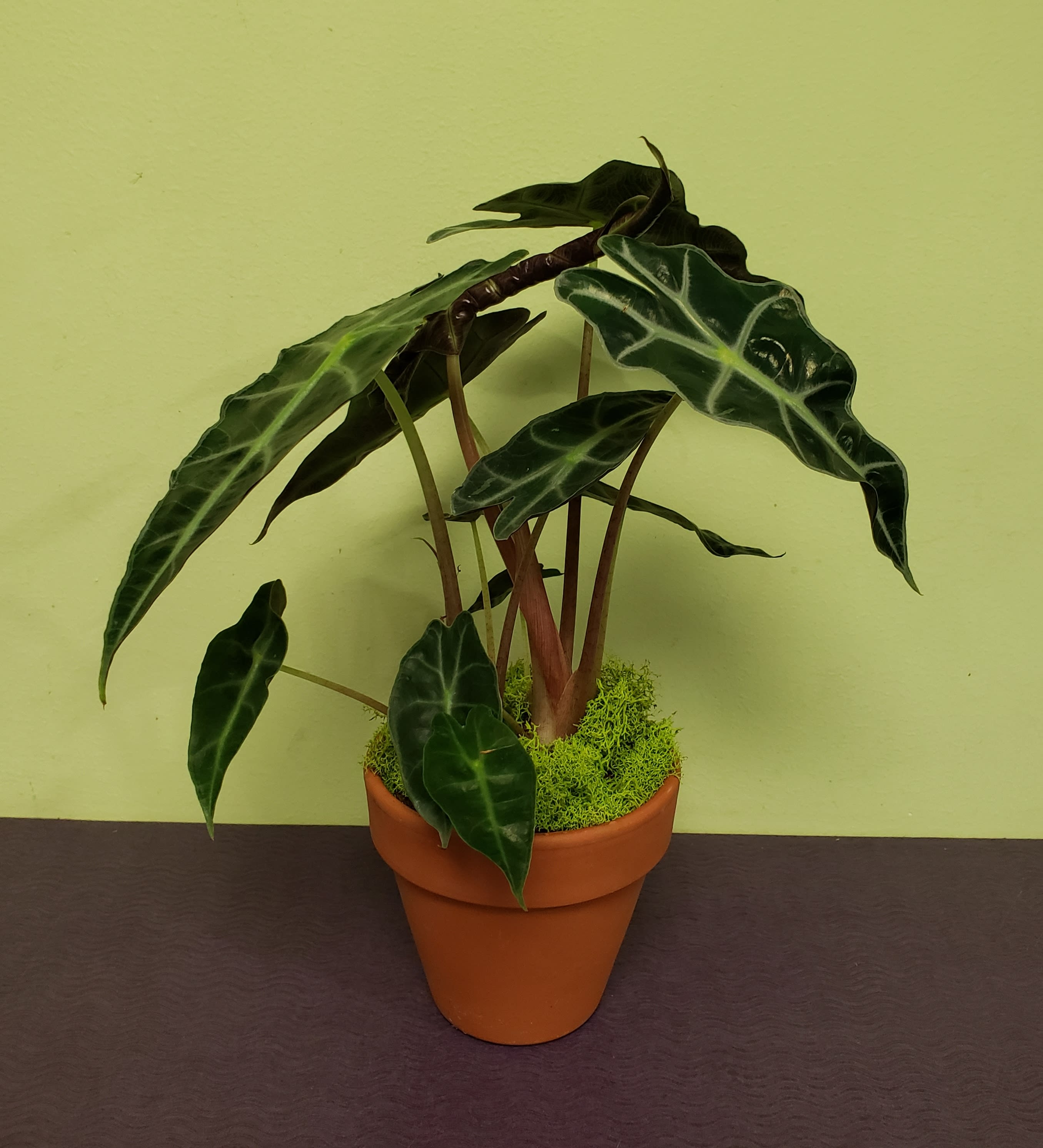 Potted plant with dark green arrow-shaped leaves in a terracotta pot