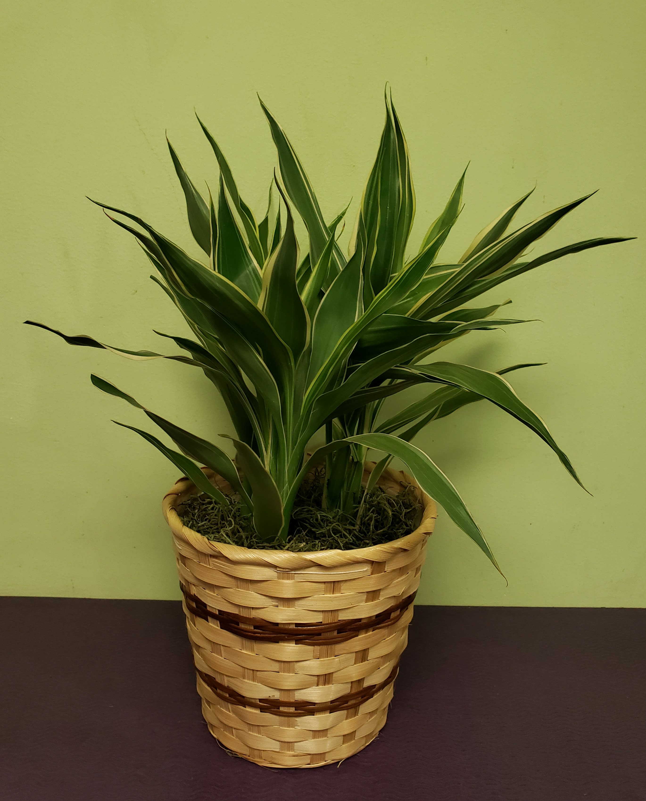 Potted green plant in a woven basket