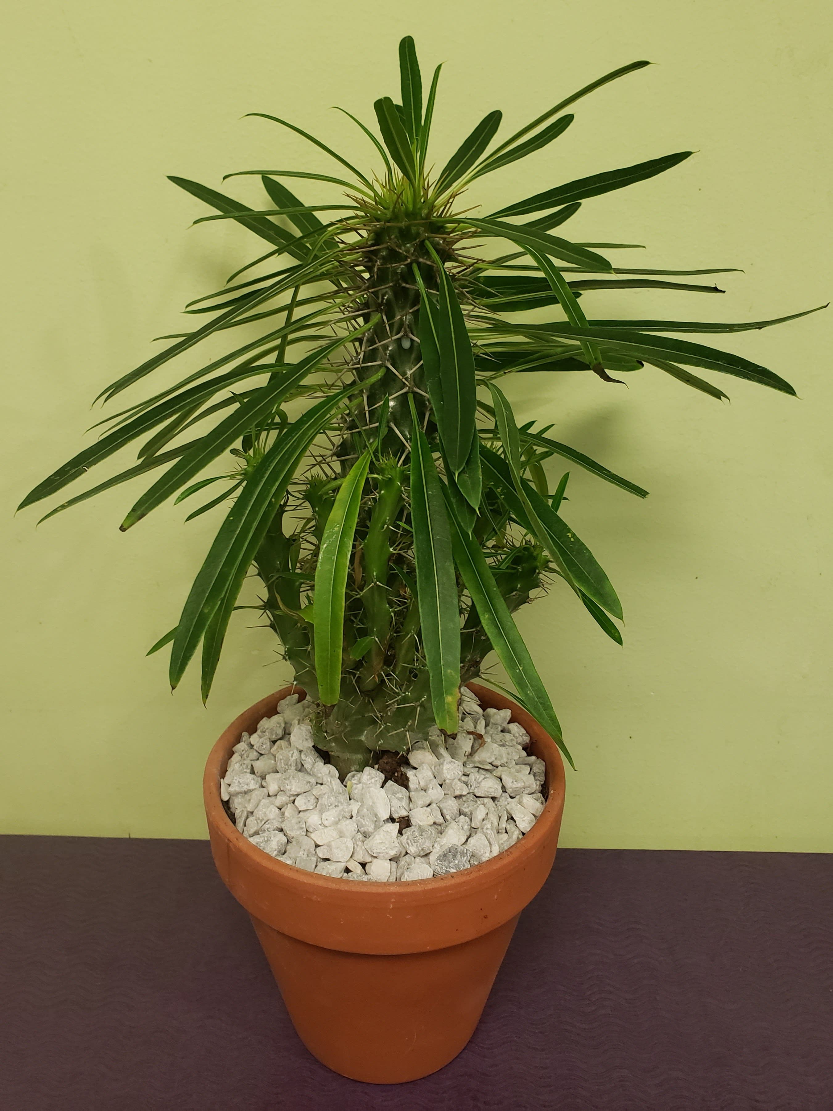 Potted spiky succulent plant in a terracotta pot with white stones
