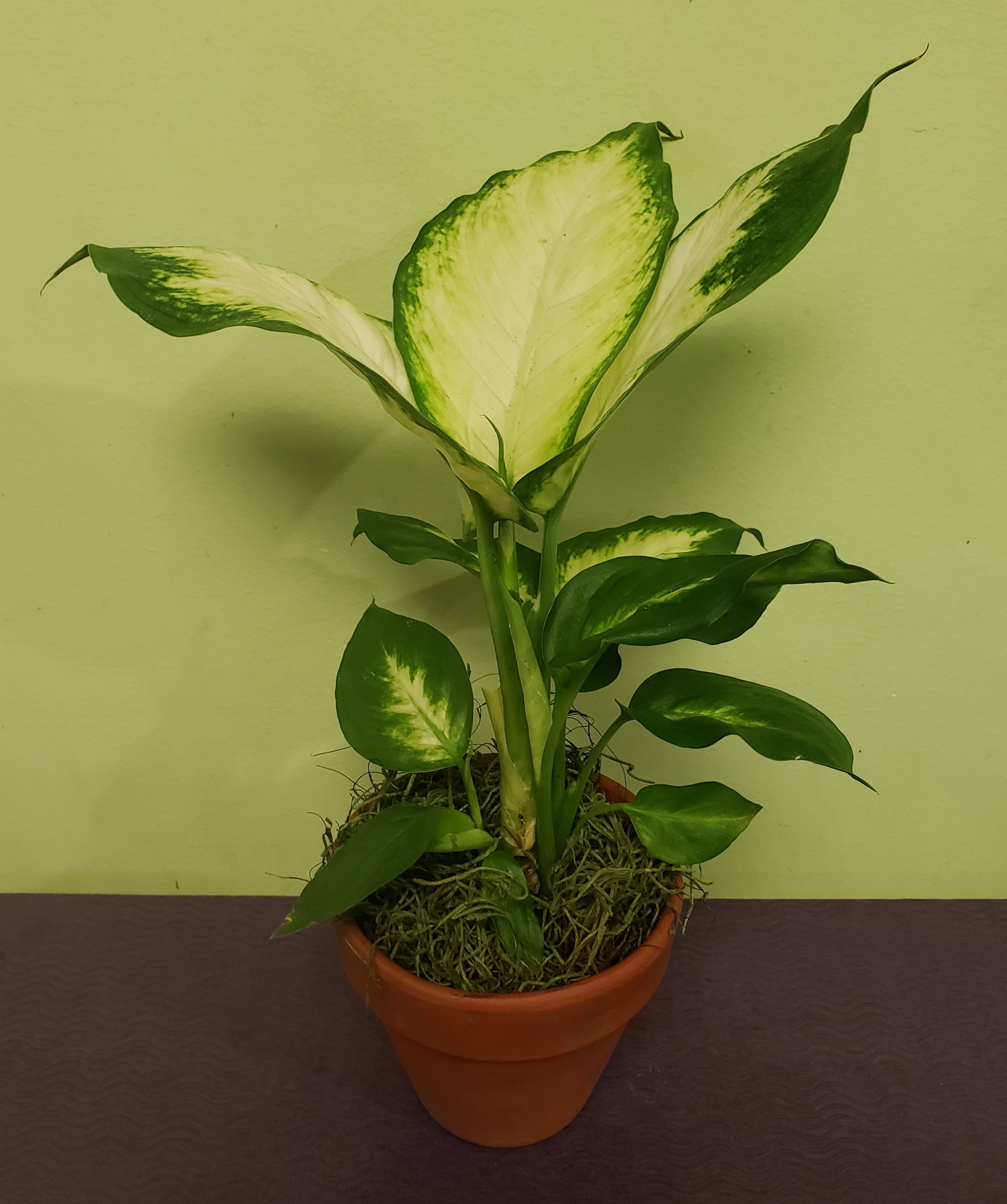 Potted variegated houseplant with large green-and-white leaves