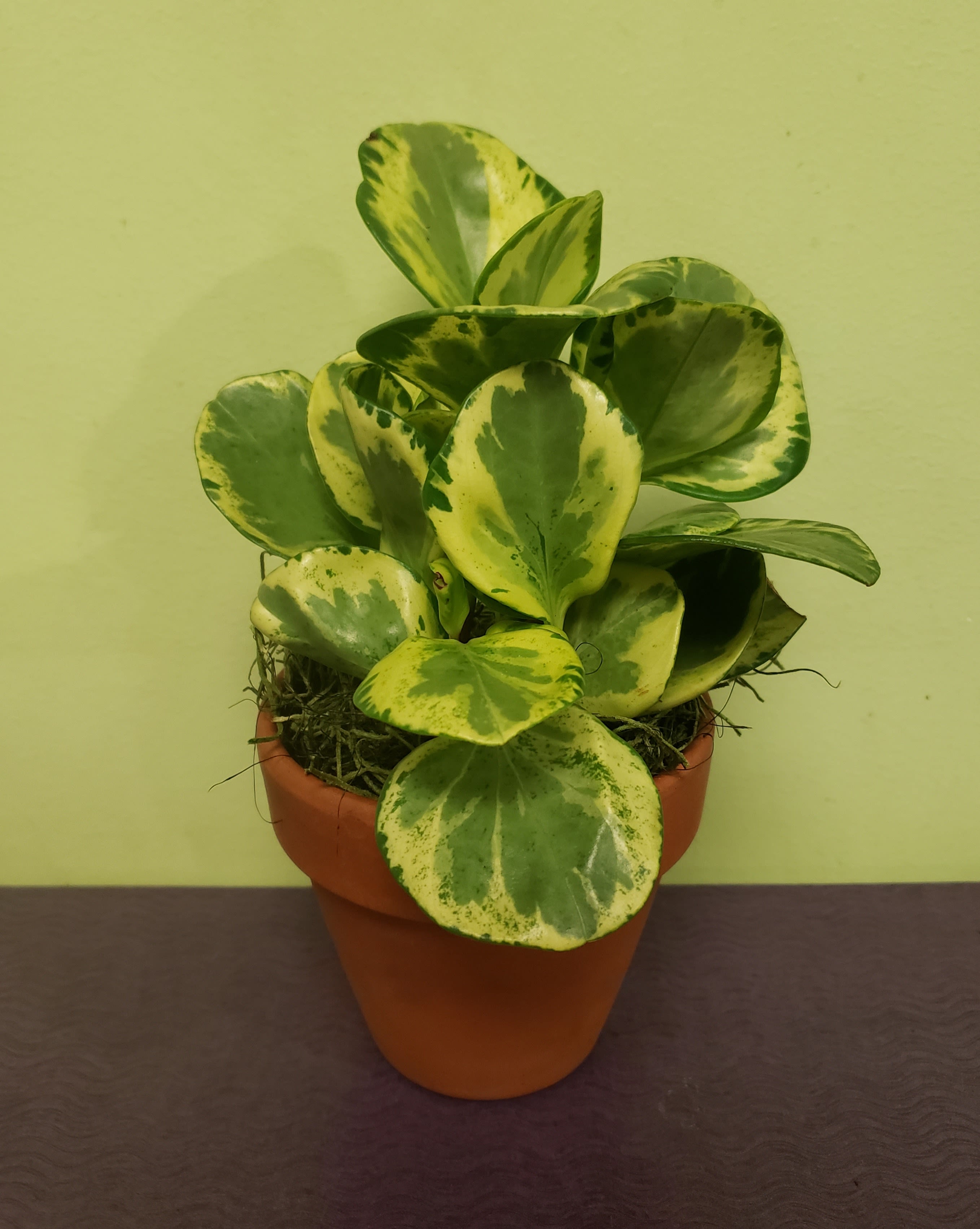 Variegated potted plant in a terracotta pot