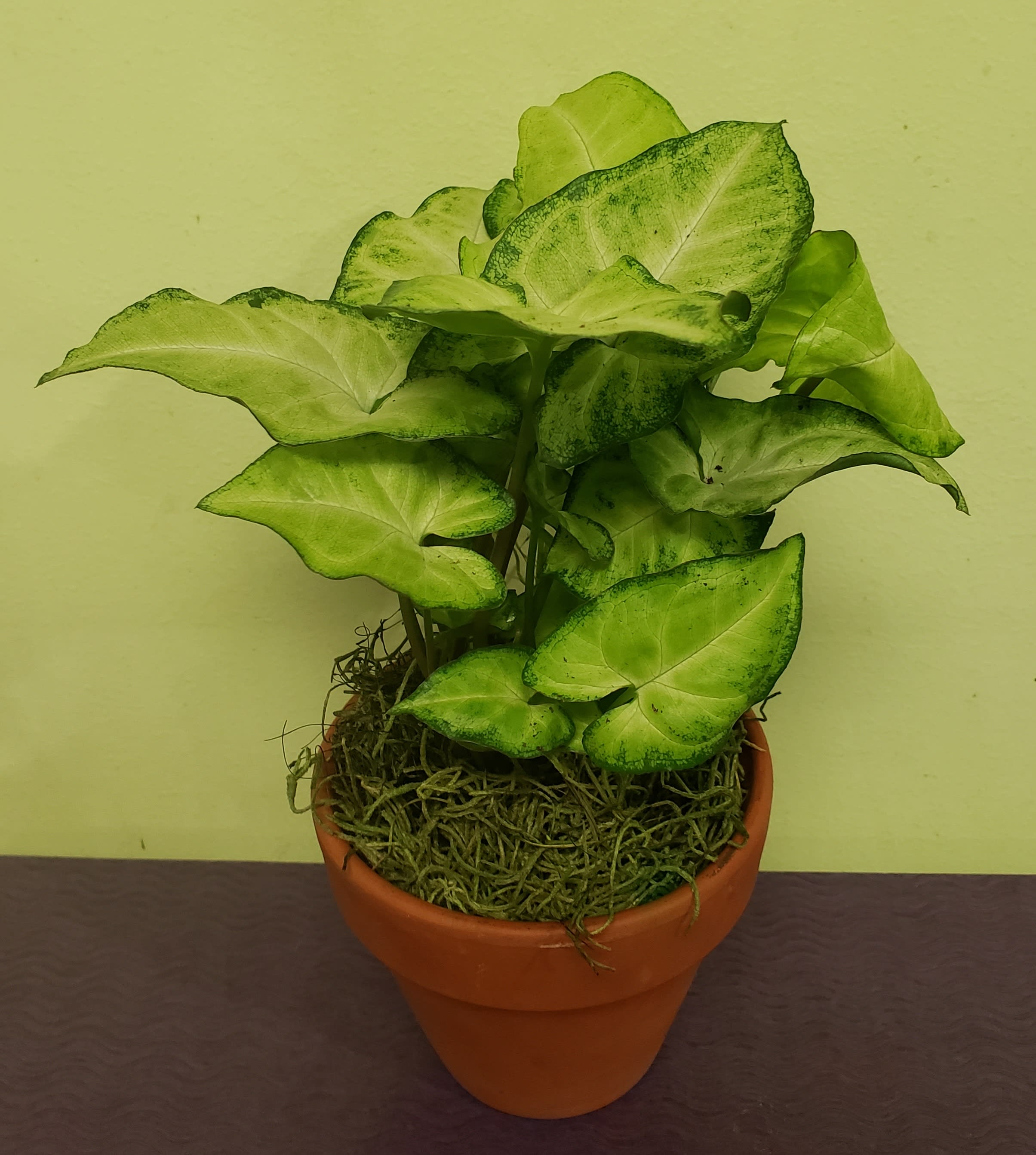 Potted green houseplant with broad variegated leaves in a terracotta pot