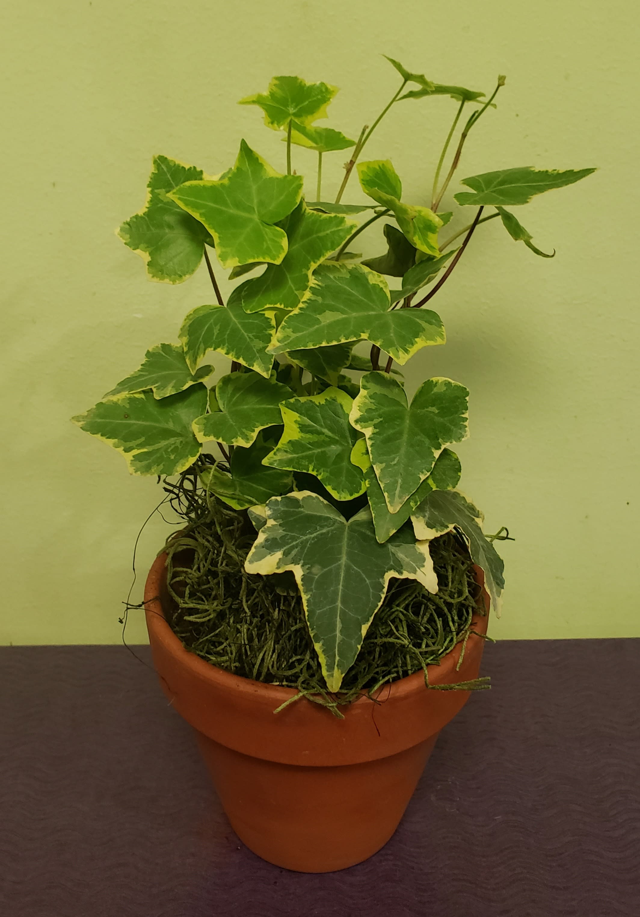 Potted ivy plant with variegated green and yellow leaves in a terracotta pot