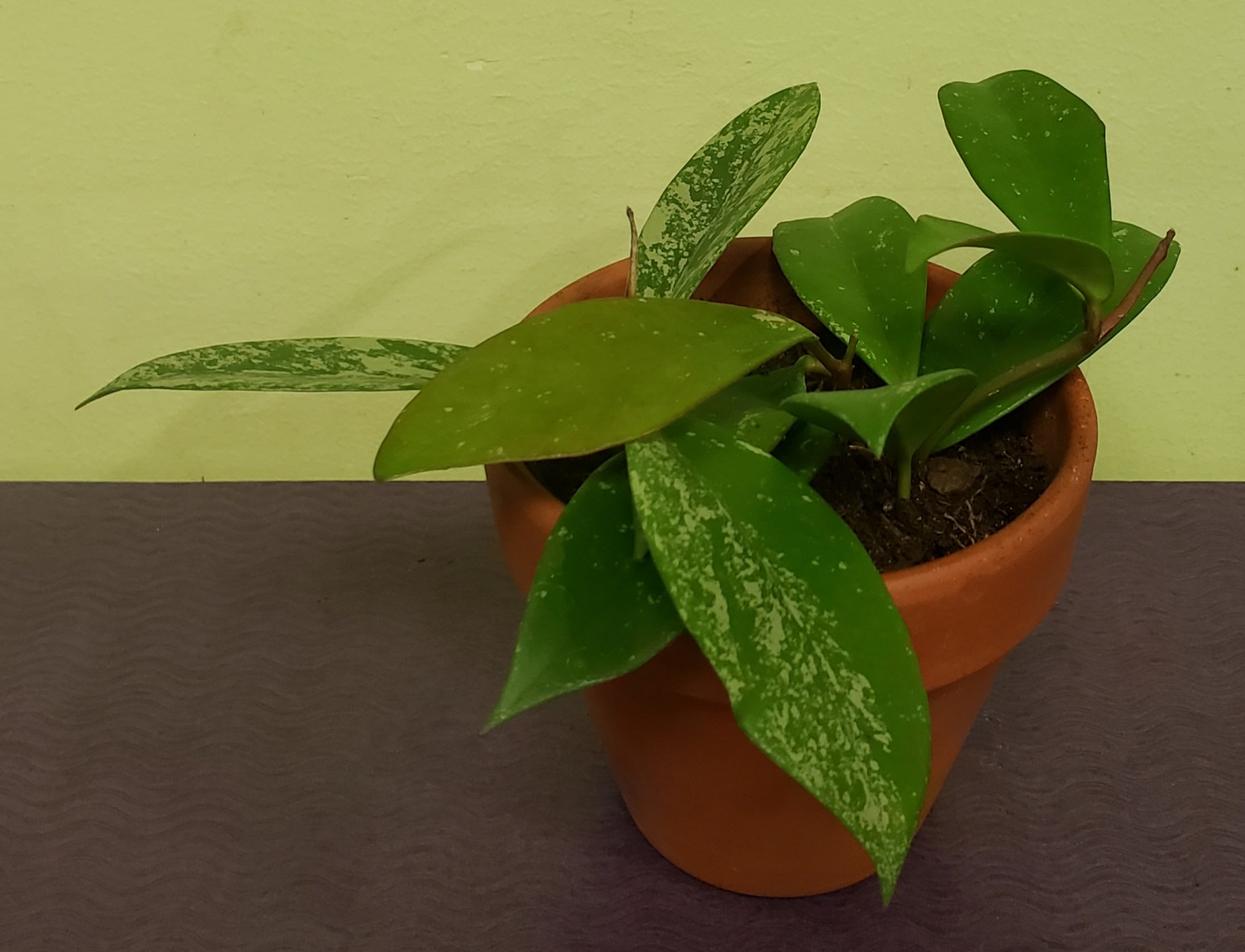 Potted green houseplant with broad variegated leaves in a terracotta pot