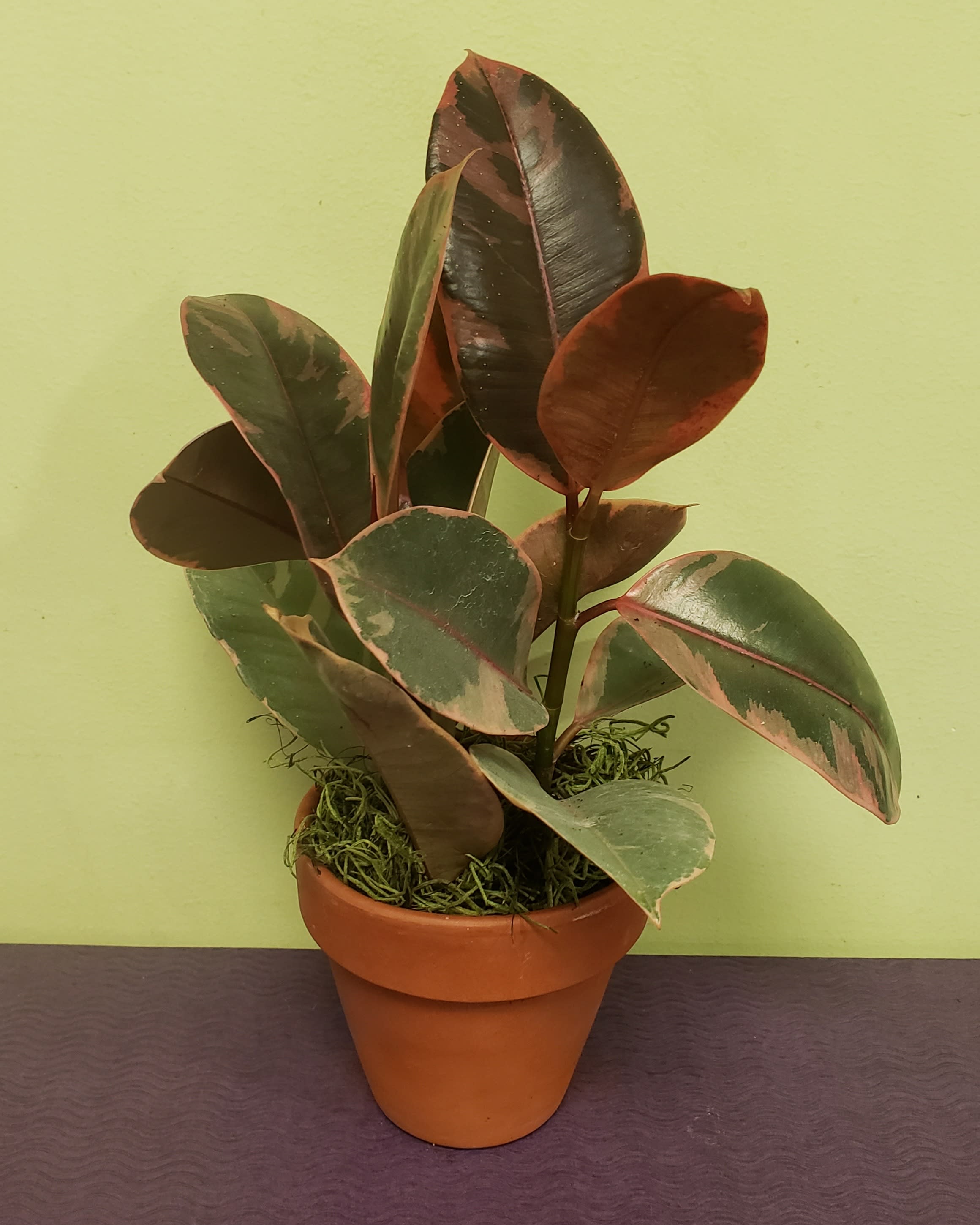 Potted rubber plant with variegated green and burgundy leaves