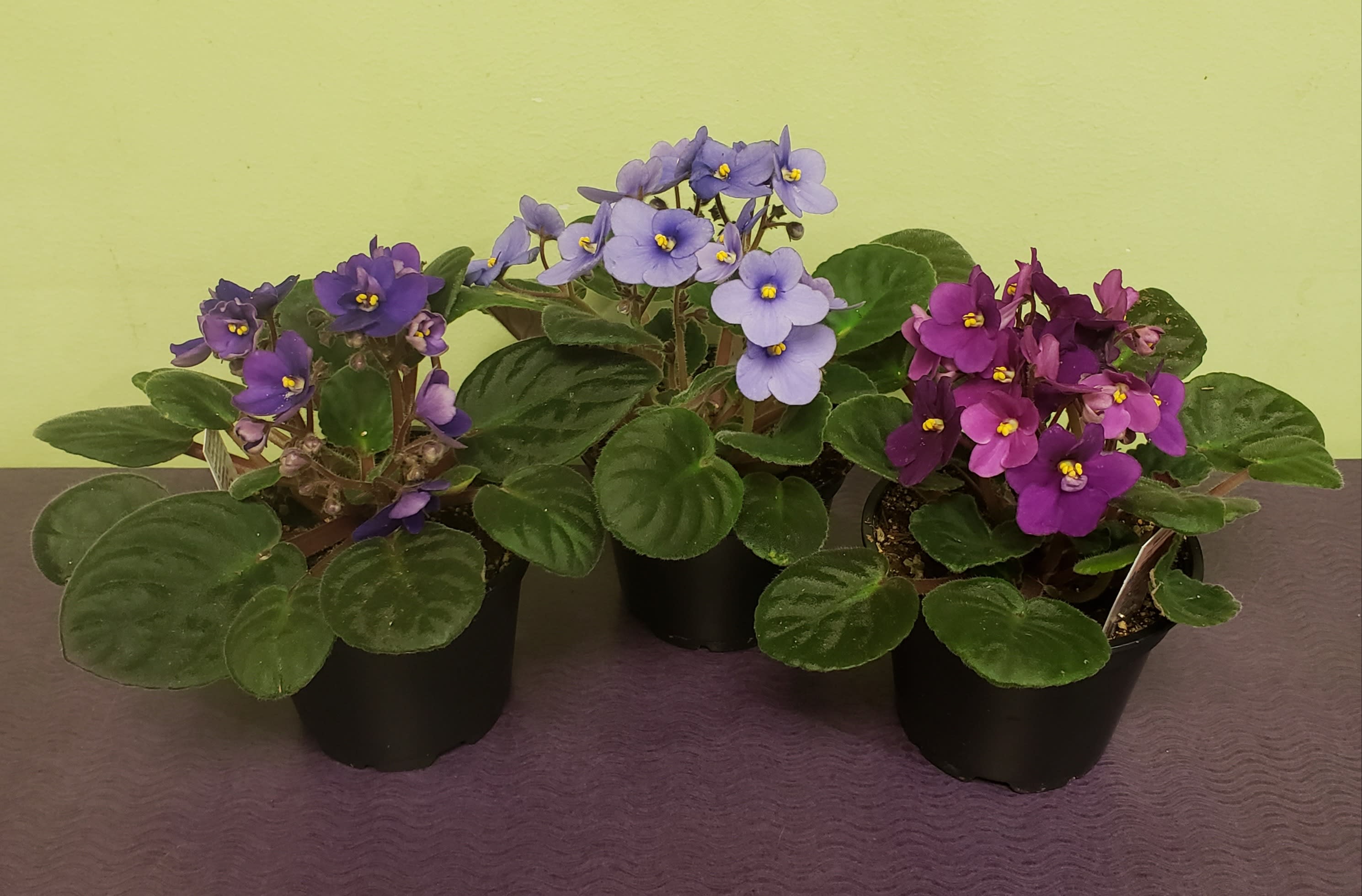 Three potted African violets with purple and lavender blooms