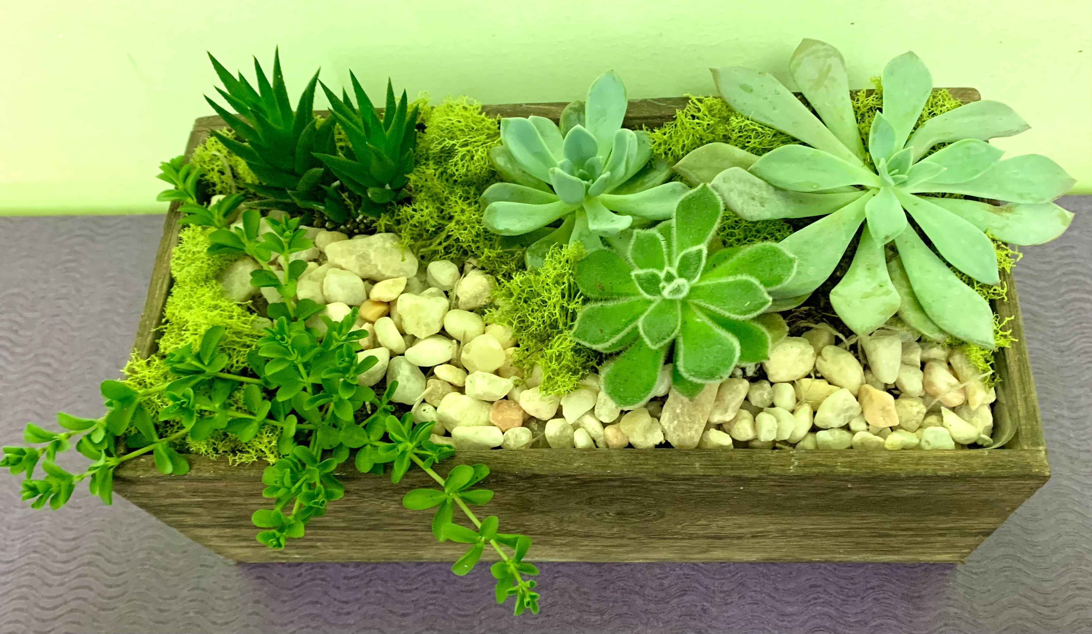 Succulent arrangement in a rectangular wooden planter with pebbles and moss