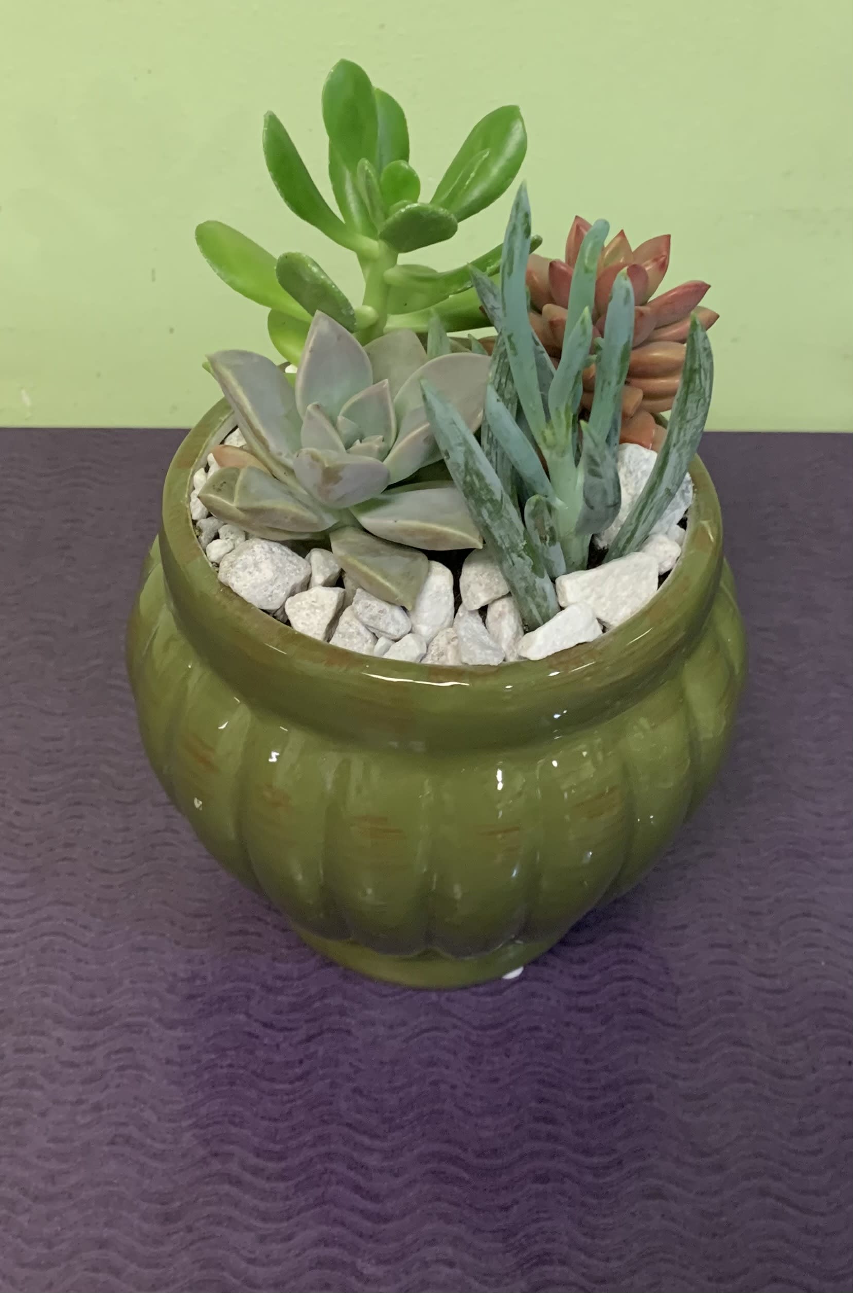 Succulent arrangement in a green ceramic pot with white stones