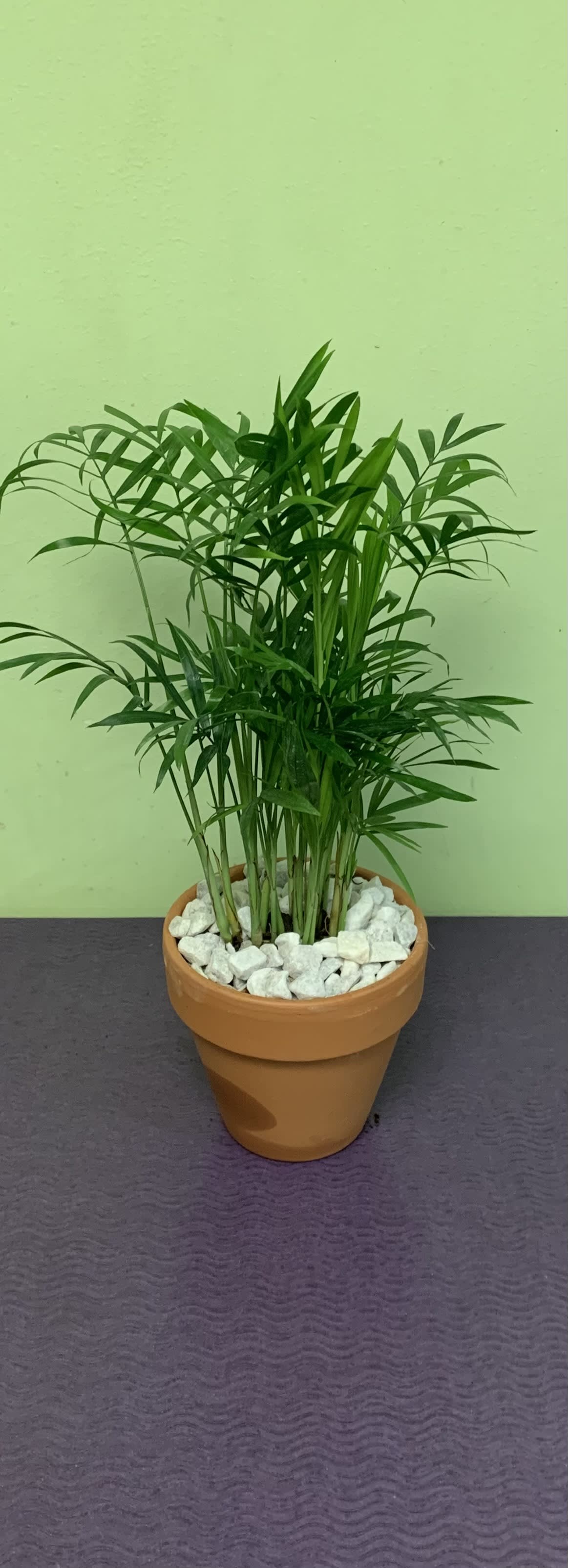 Potted palm plant in a terracotta pot with white stones