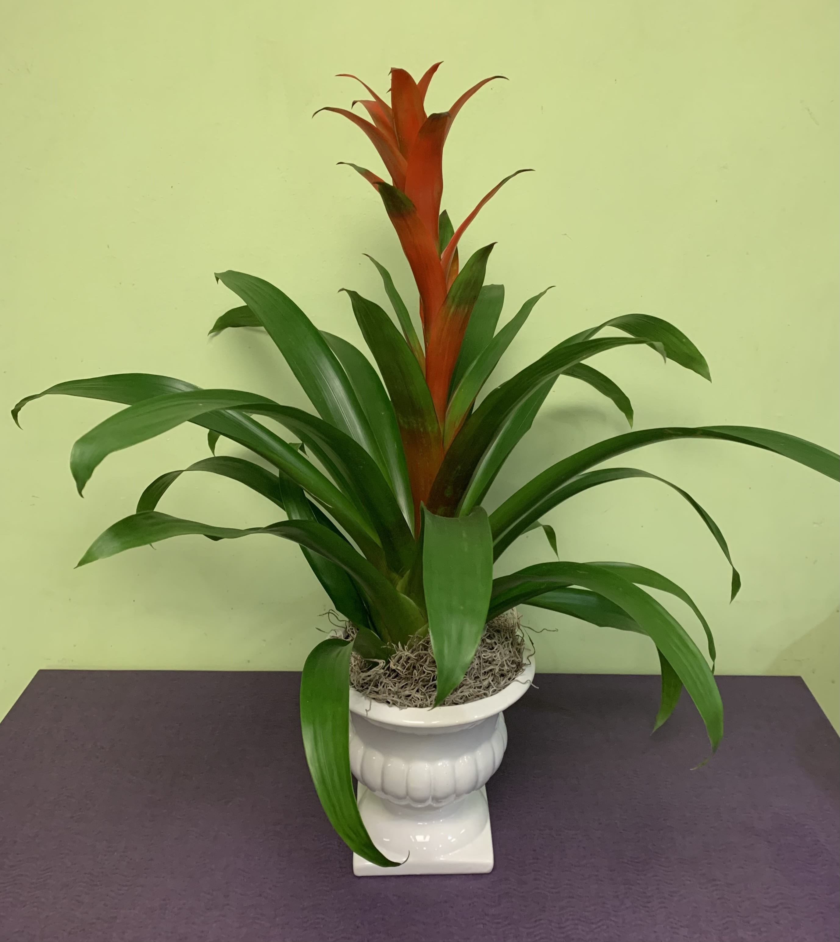 Potted green plant with a red central spike in a white pedestal planter