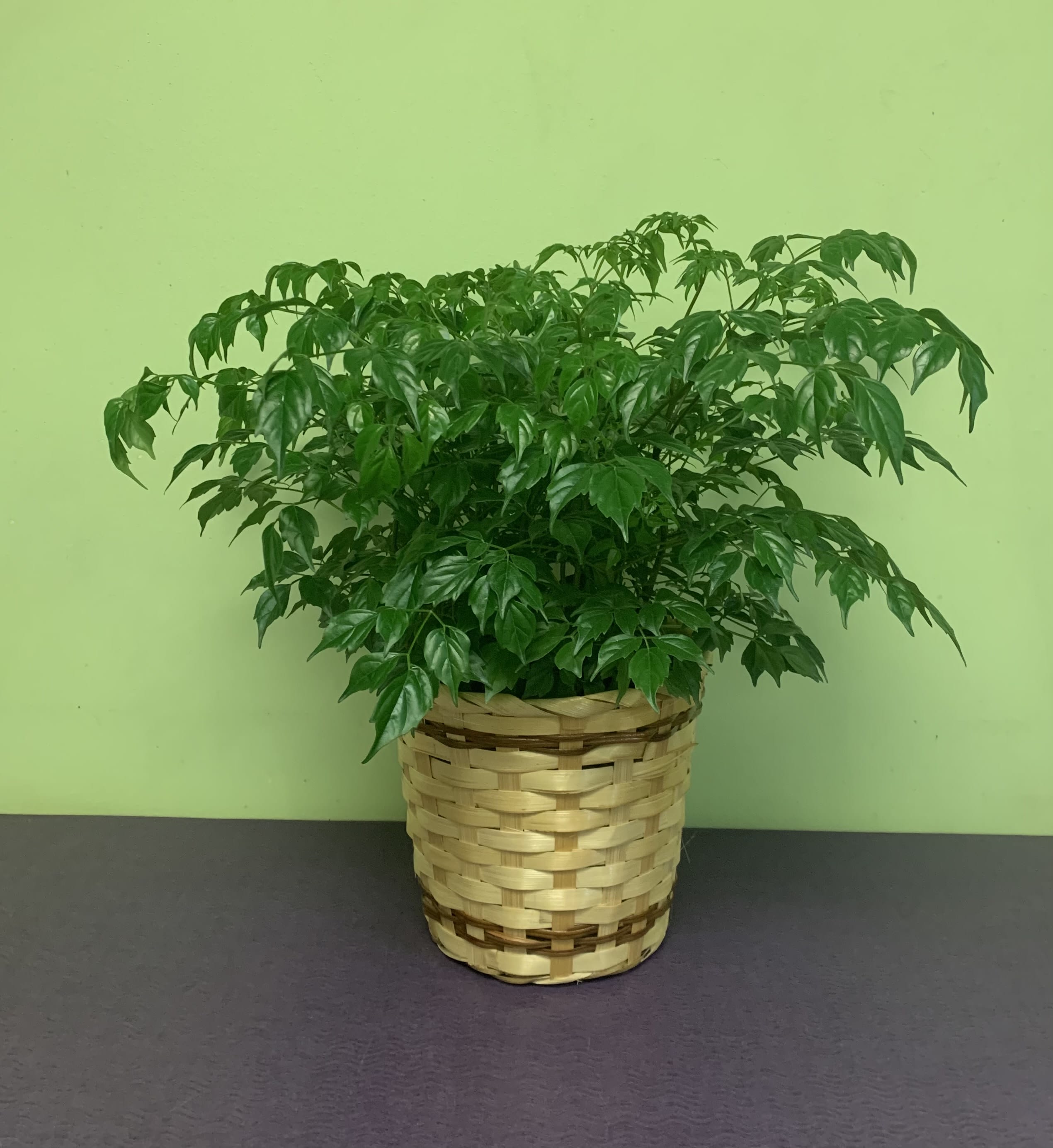 Potted green houseplant in a woven basket planter