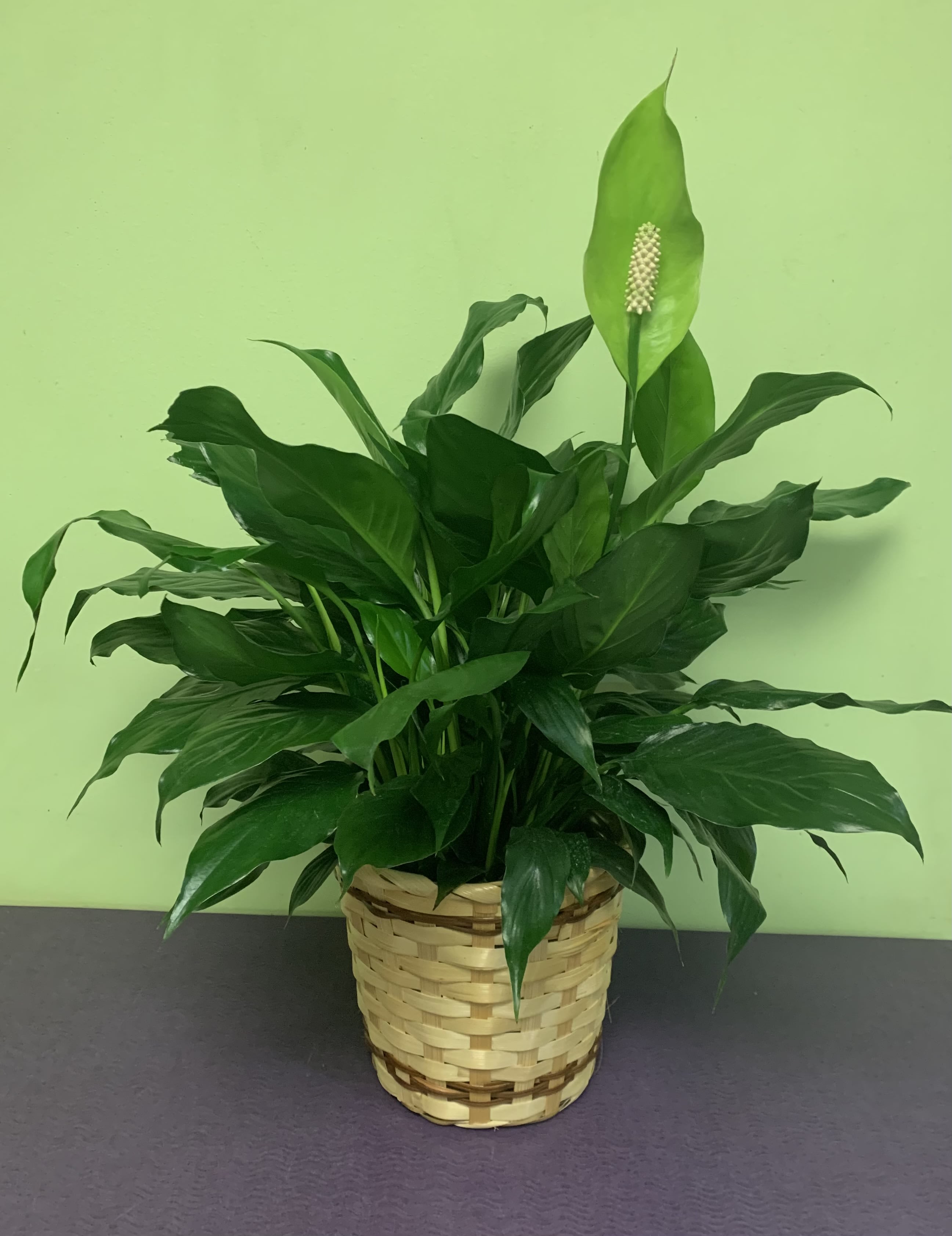 Potted peace lily in a woven basket
