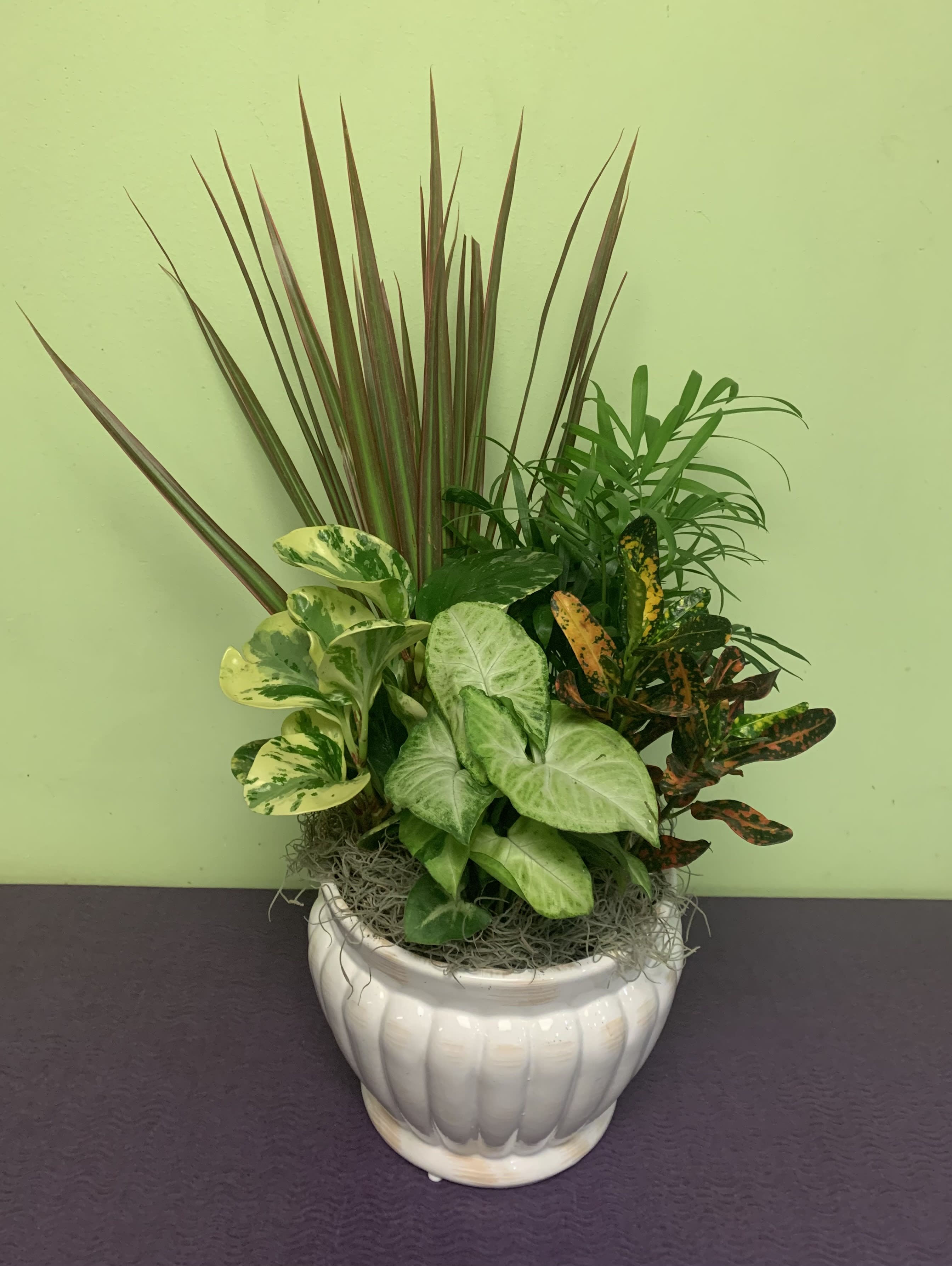 Mixed potted houseplants in a white ceramic planter