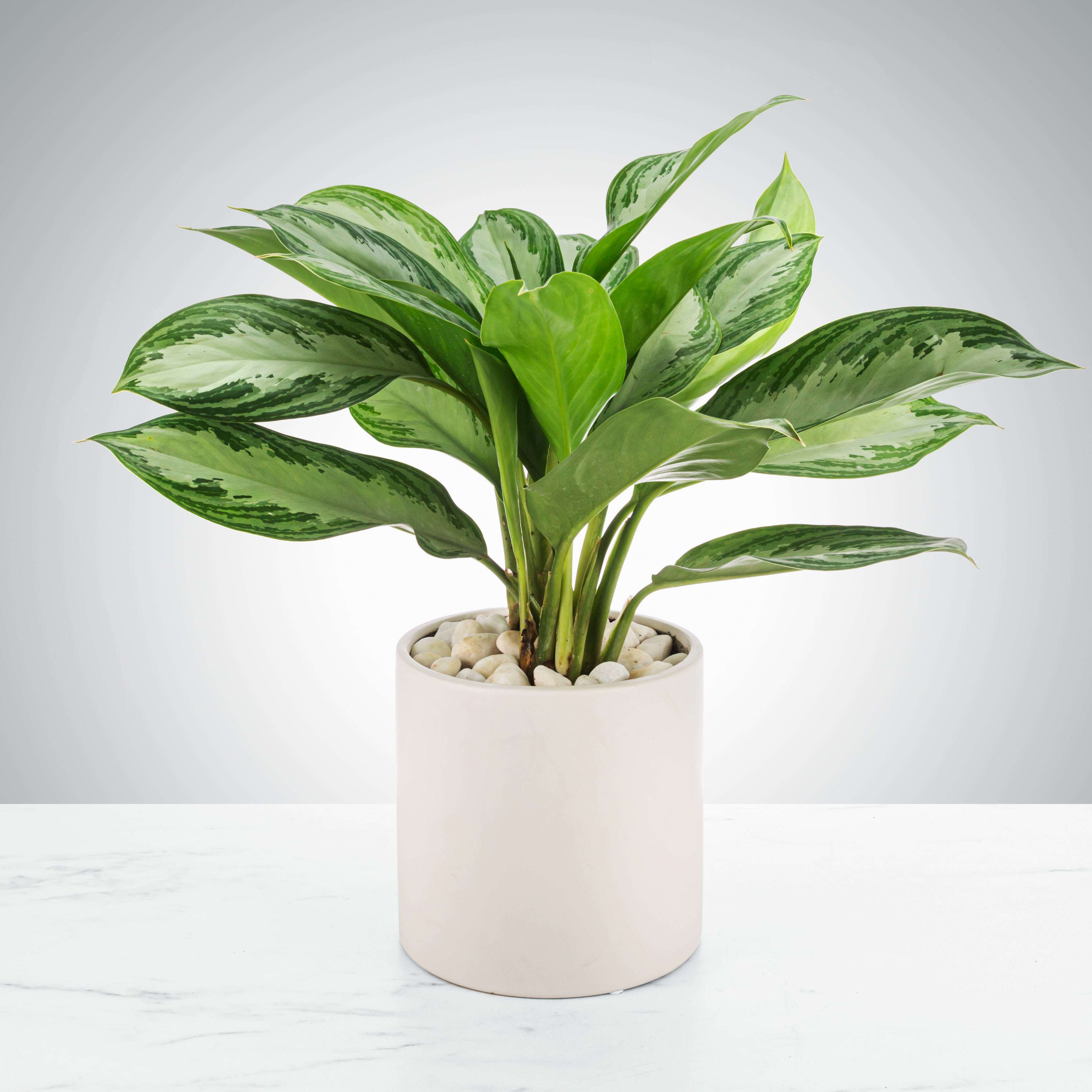 Chinese Evergreen Plant by BloomNation™ - A great plant for beginners and for your friend that "kills everything". Chinese Evergreens, or aglaonema commutatum, are tough and can survive in most homes but prefer medium to low light conditions or indirect sunlight. They also can be overwatered and underwatered without immediately dying AND have good air filtering qualities. Overall a winning houseplant for anybody.