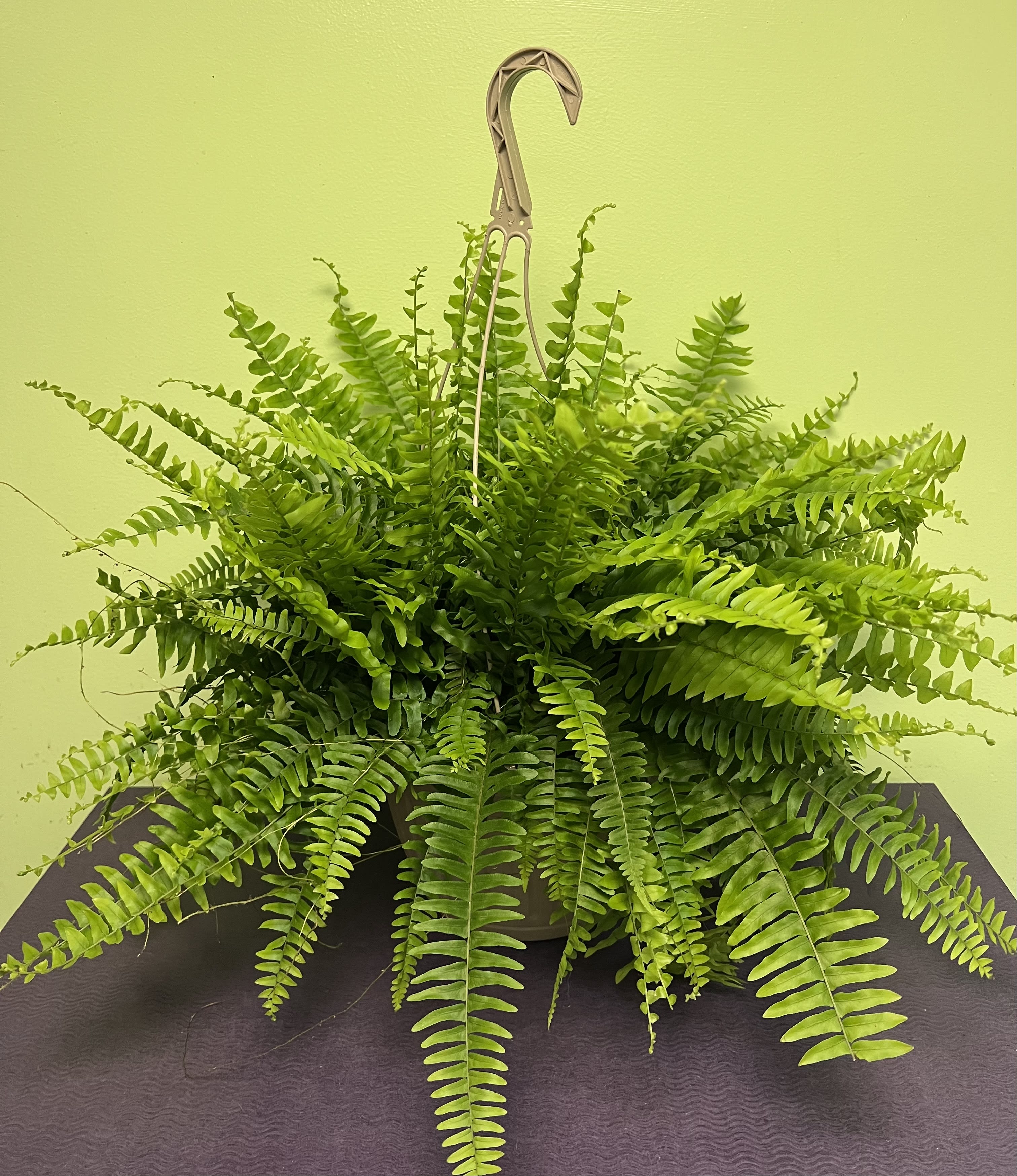 Hanging fern plant in a pot with a hook