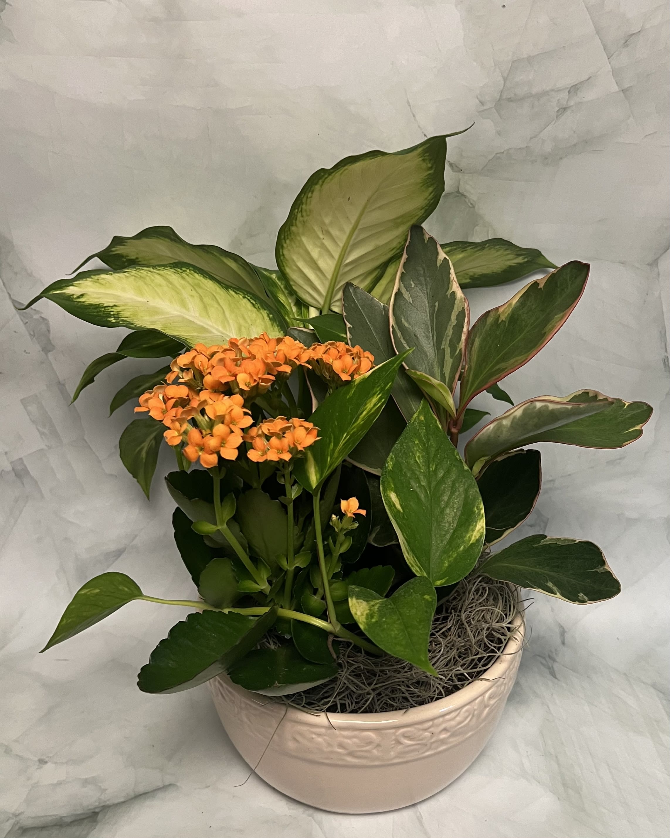 Potted plant with orange flowers and variegated green leaves in a ceramic bowl