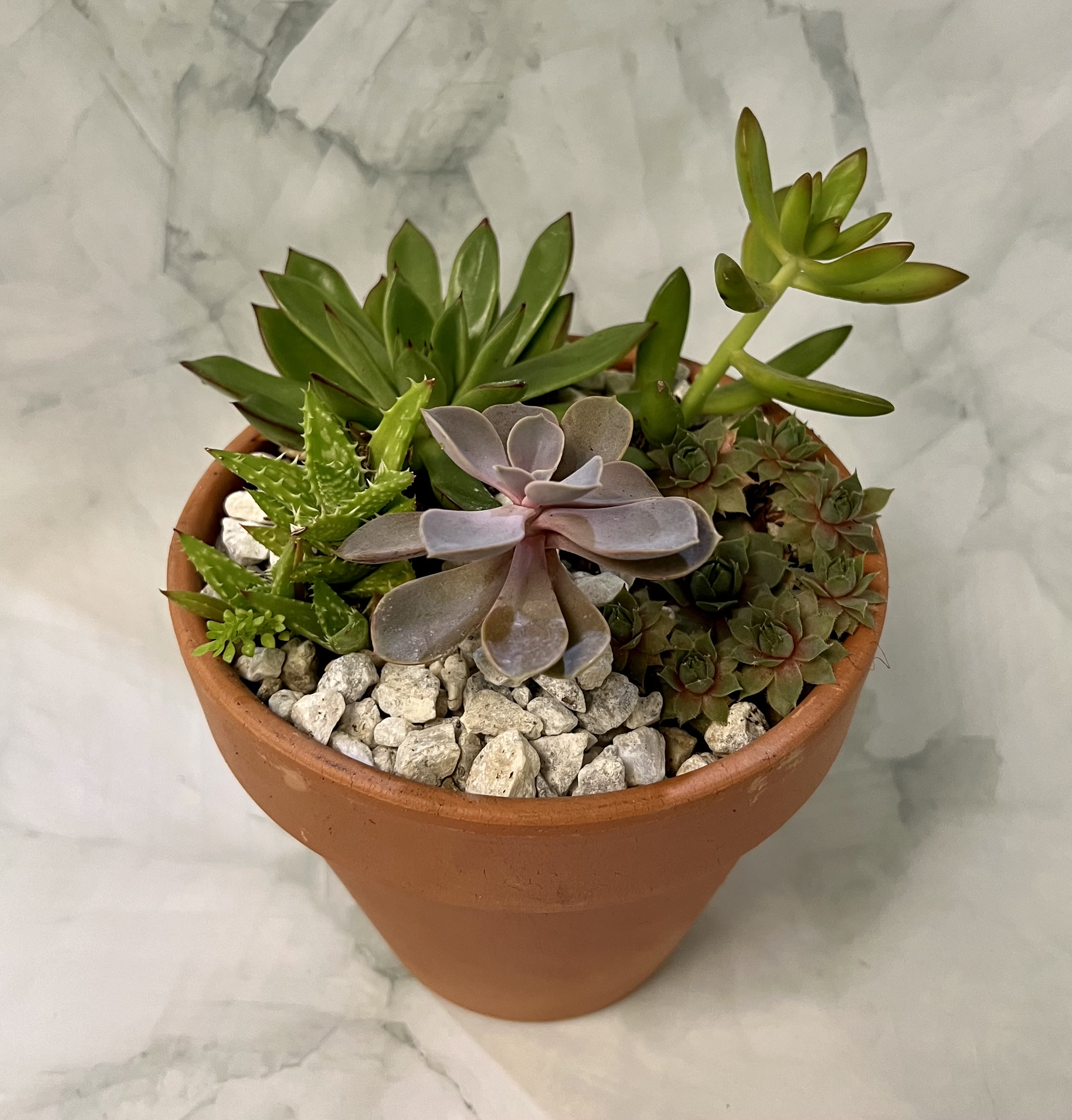Potted succulent arrangement in a terracotta pot with white stones