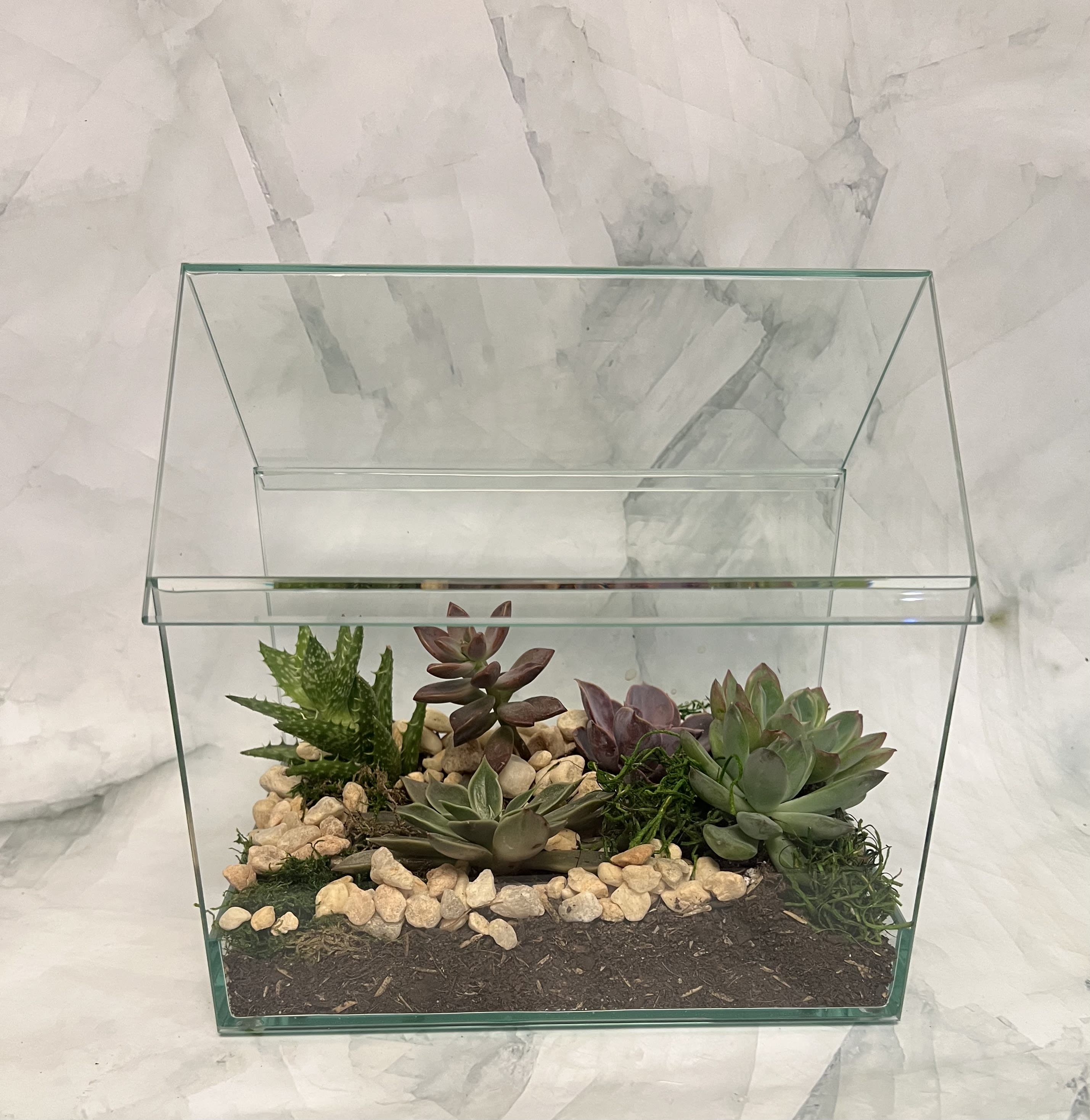 In My House Terrarium  - This beauty will remind you of home. There are about 5-6 assorted succulents. Just like our houses, not one looks the same. 