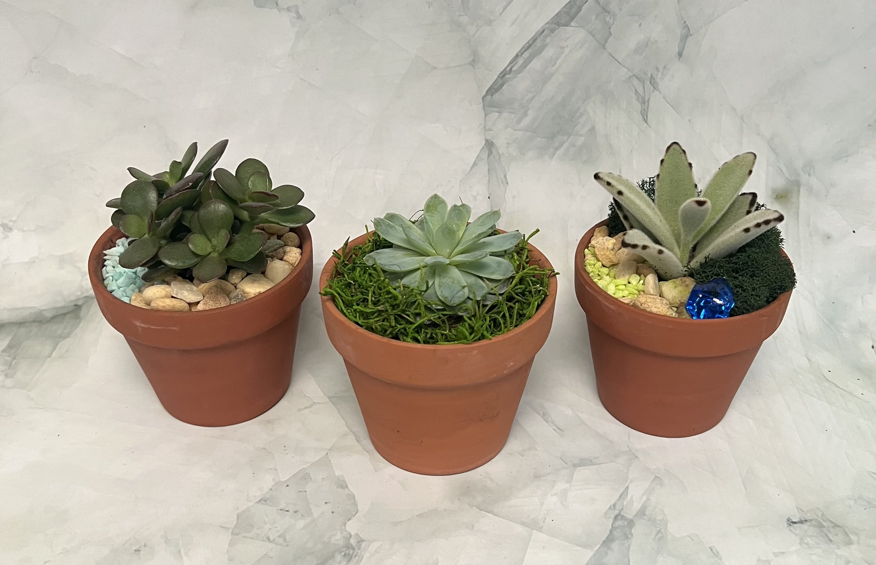 Three small potted succulents in terracotta pots