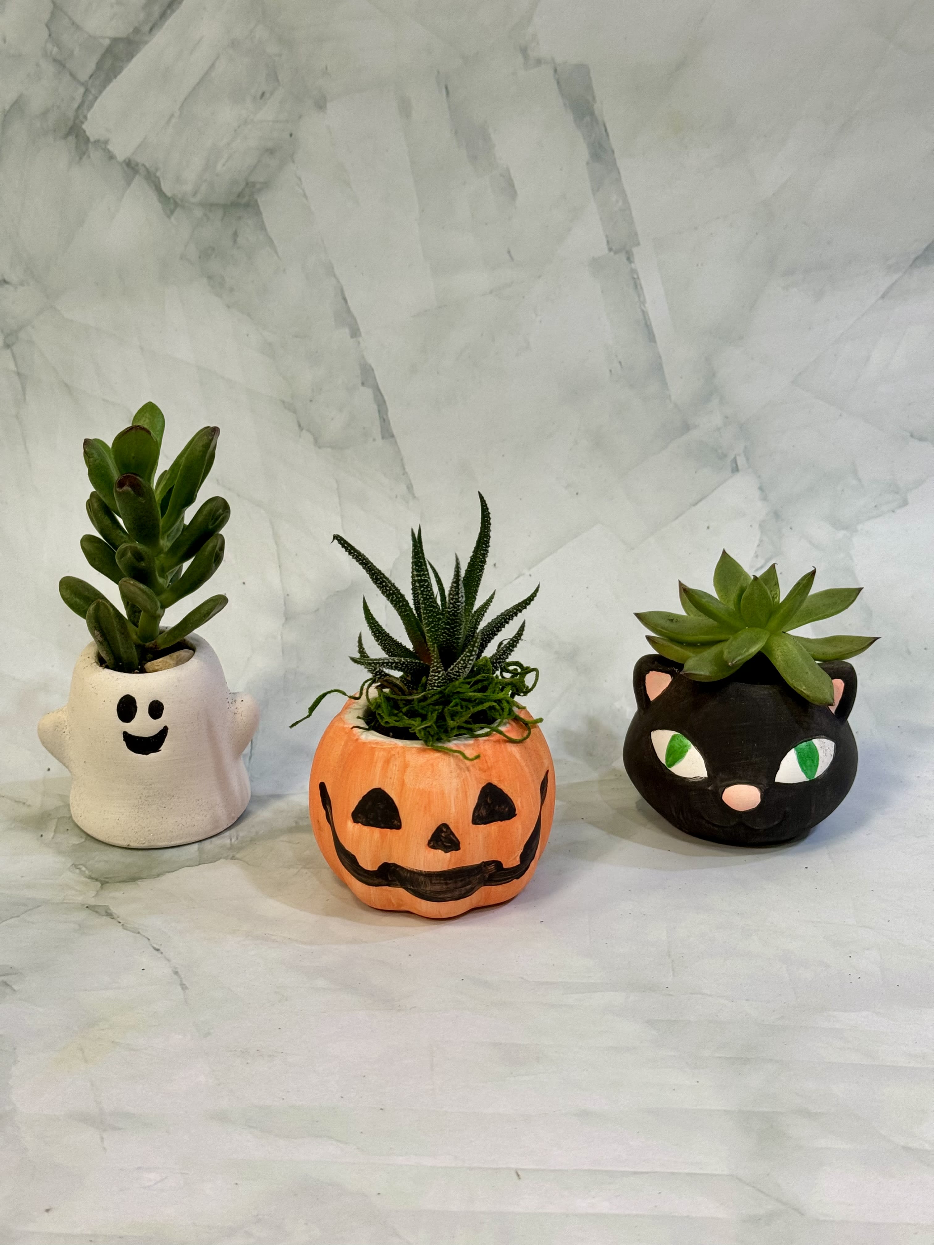 Three small succulents in Halloween-themed pots shaped like a ghost, pumpkin, and cat.
