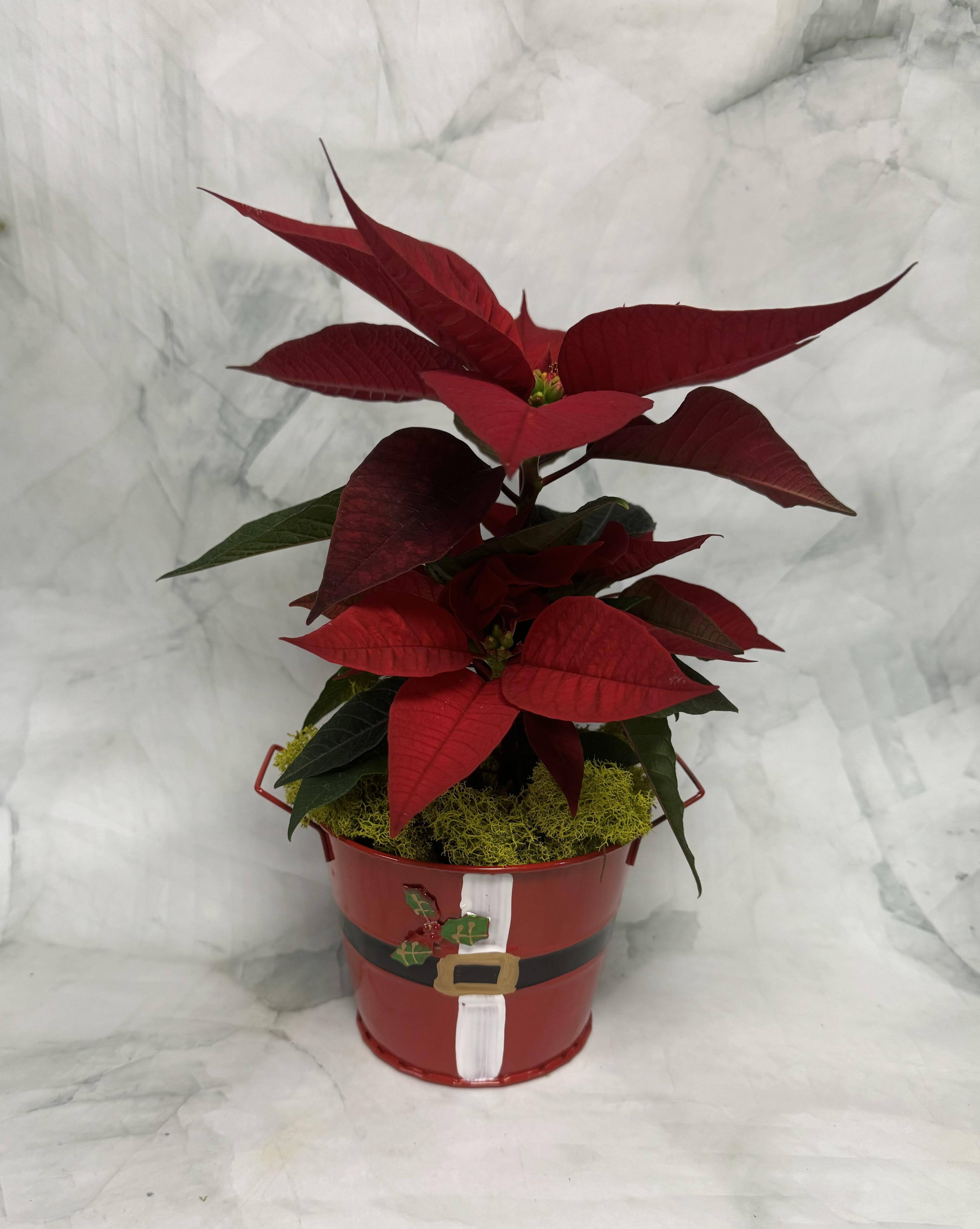 Potted red poinsettia in a festive holiday bucket