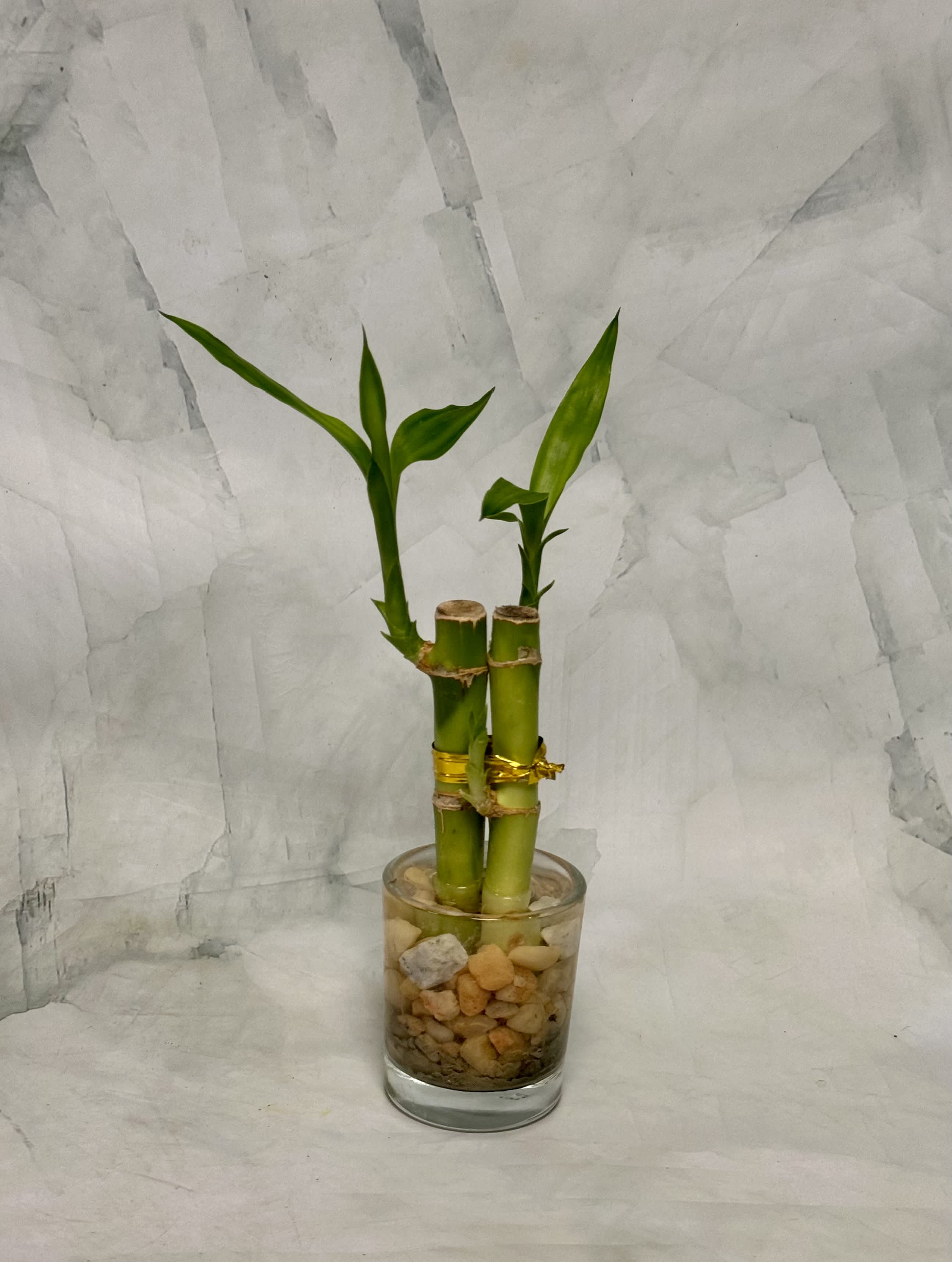 Two lucky bamboo stalks in a glass vase with pebbles