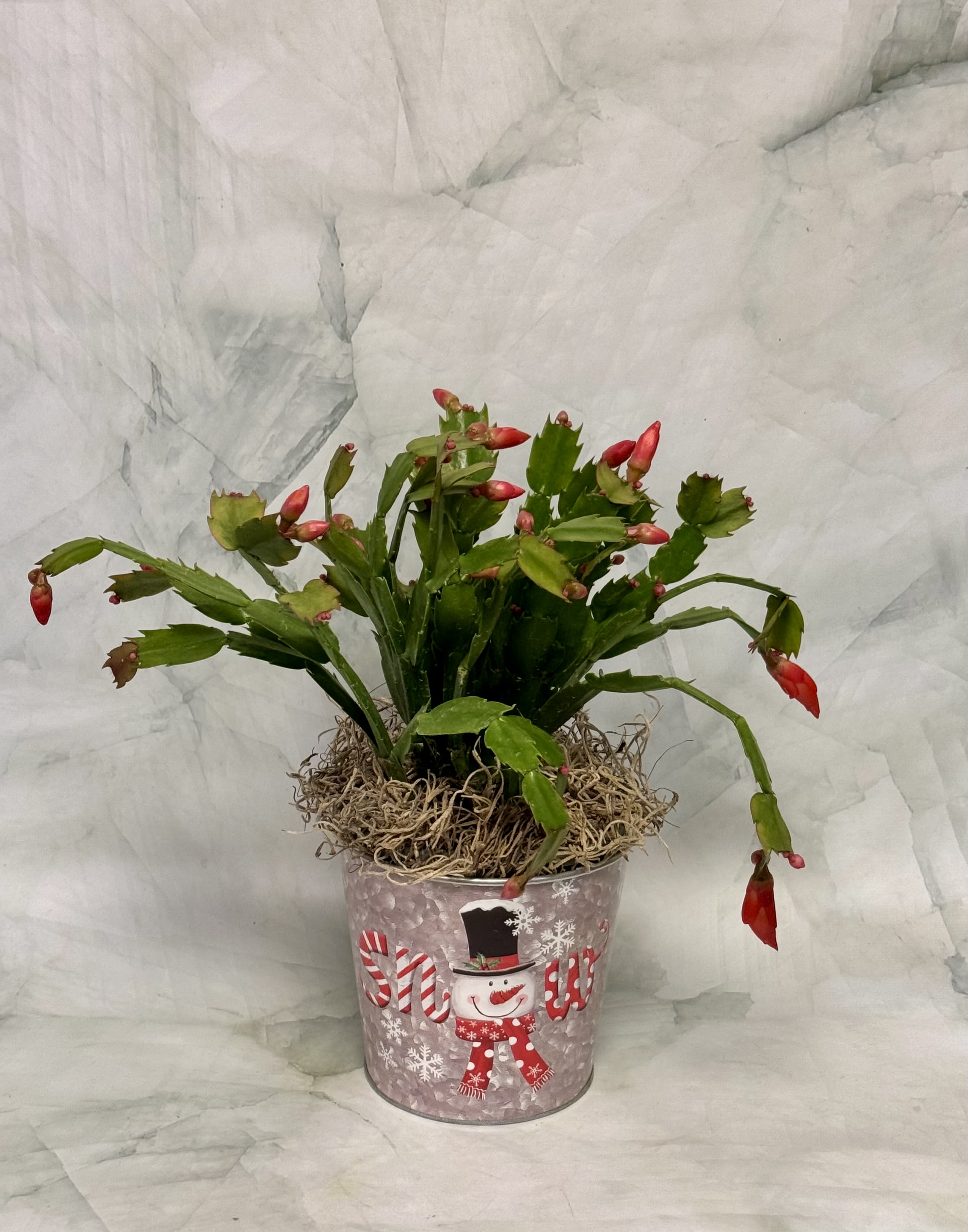 Potted Christmas cactus with red buds in a snowman tin