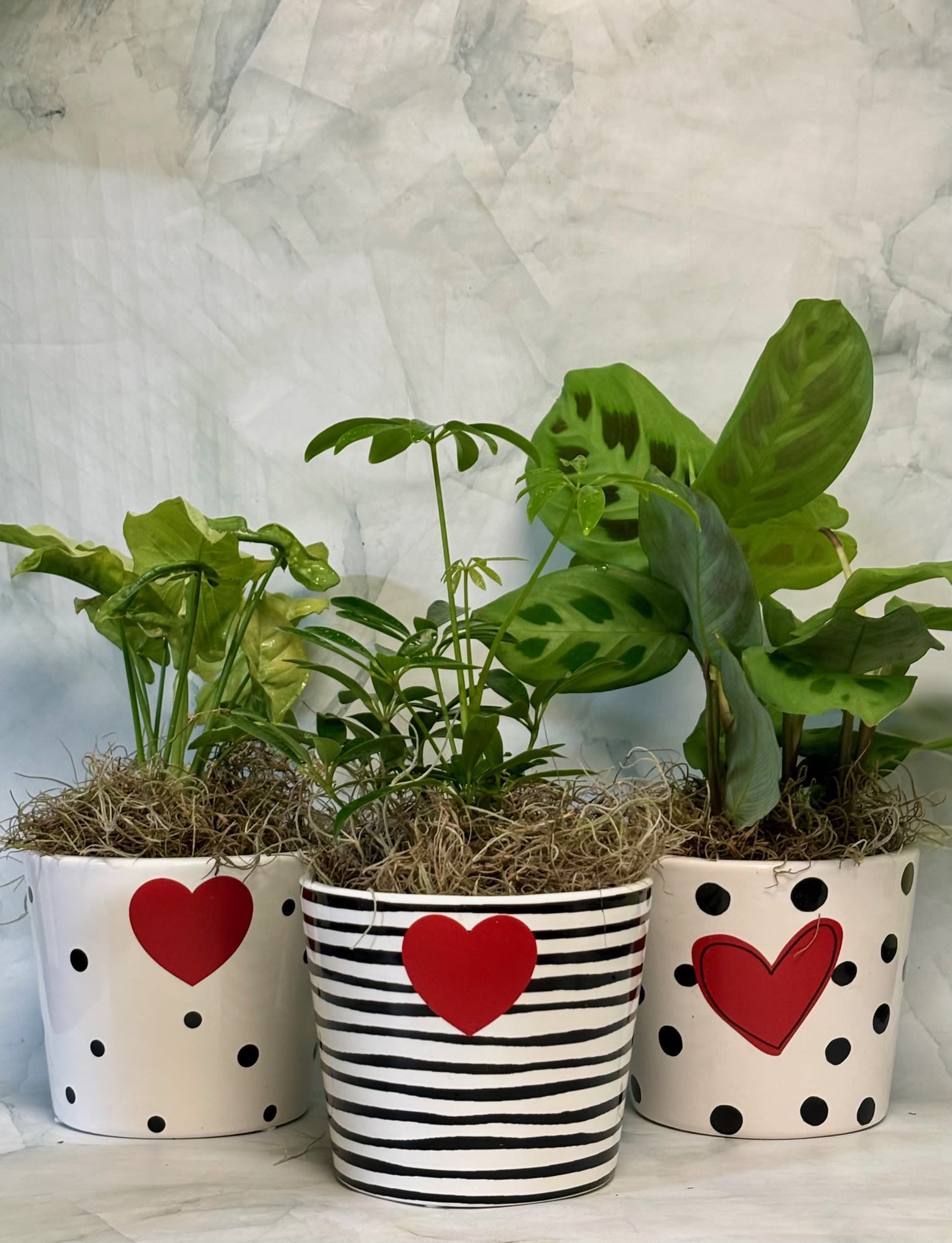 Three potted green houseplants in decorated white containers with red hearts