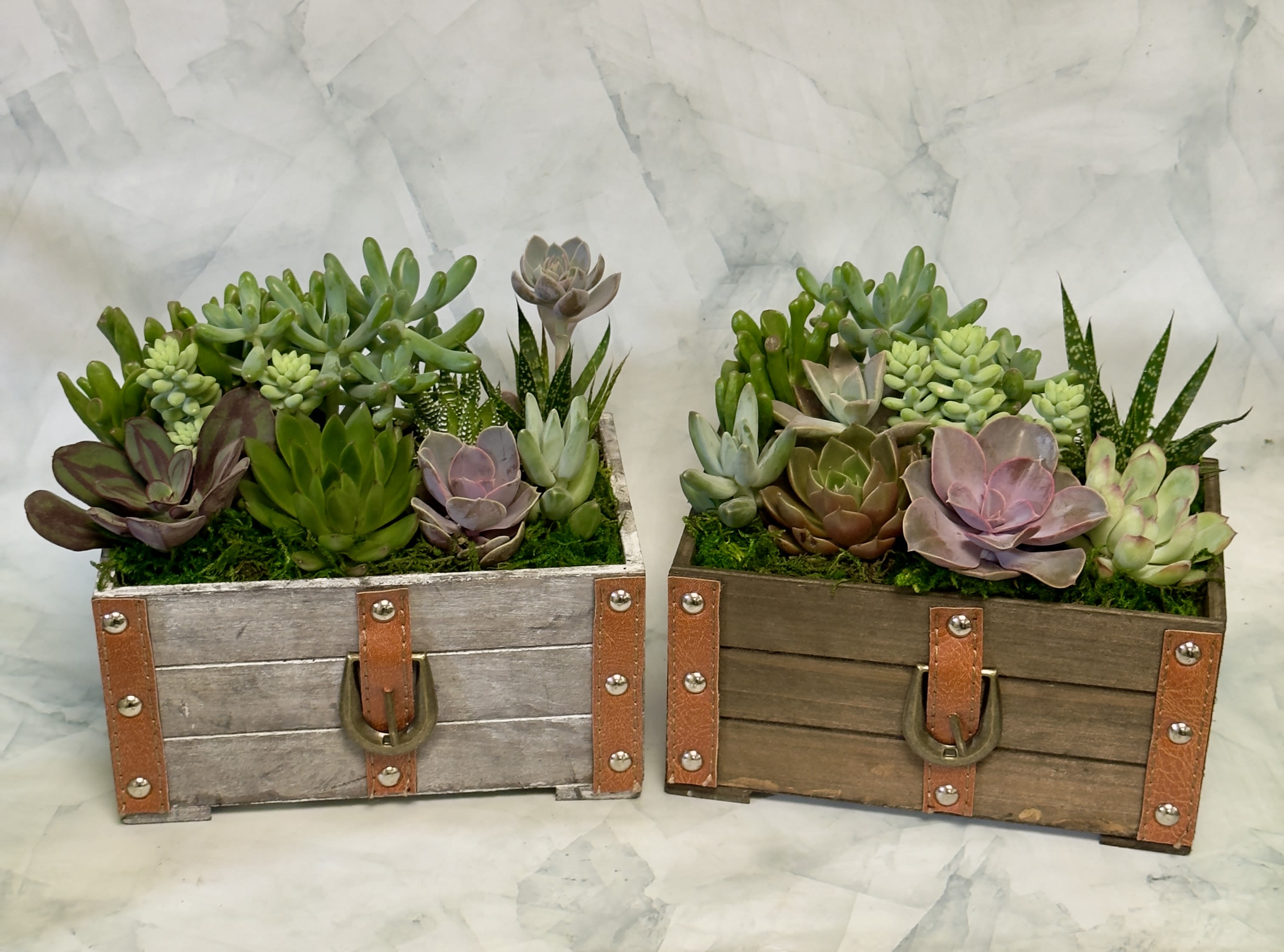 Leather Detailed Wooden Succulent Planter (One Planter) - A rustic wooden chest planter filled with mixed succulents makes a thoughtful, long-lasting gift for housewarmings, birthdays, or as an everyday centerpiece. This succulent arrangement and planter suits someone who loves low-maintenance greenery and handcrafted style-the kind of piece that quietly brightens a kitchen counter, office desk, or living-room shelf.  The one-planter design features compact rosette and trailing succulent varieties in green, lavender, pink, and muted burgundy tones, arranged low and dense for layered texture and visual depth. The weathered wooden chest is detailed with metal hardware and leather straps, giving the piece farmhouse charm and an artisan feel. Because succulents are hardy and small, the planter measures as a compact tabletop accent that fits where fresh-cut bouquets won't.  Perfect for the recipient who prefers plants over cut flowers, this wooden succulent planter communicates thoughtfulness without fuss-an easy-care display that will continue to delight. Care is simple: bright, indirect light and occasional watering when the soil is dry to the touch will keep the succulents healthy for seasons.