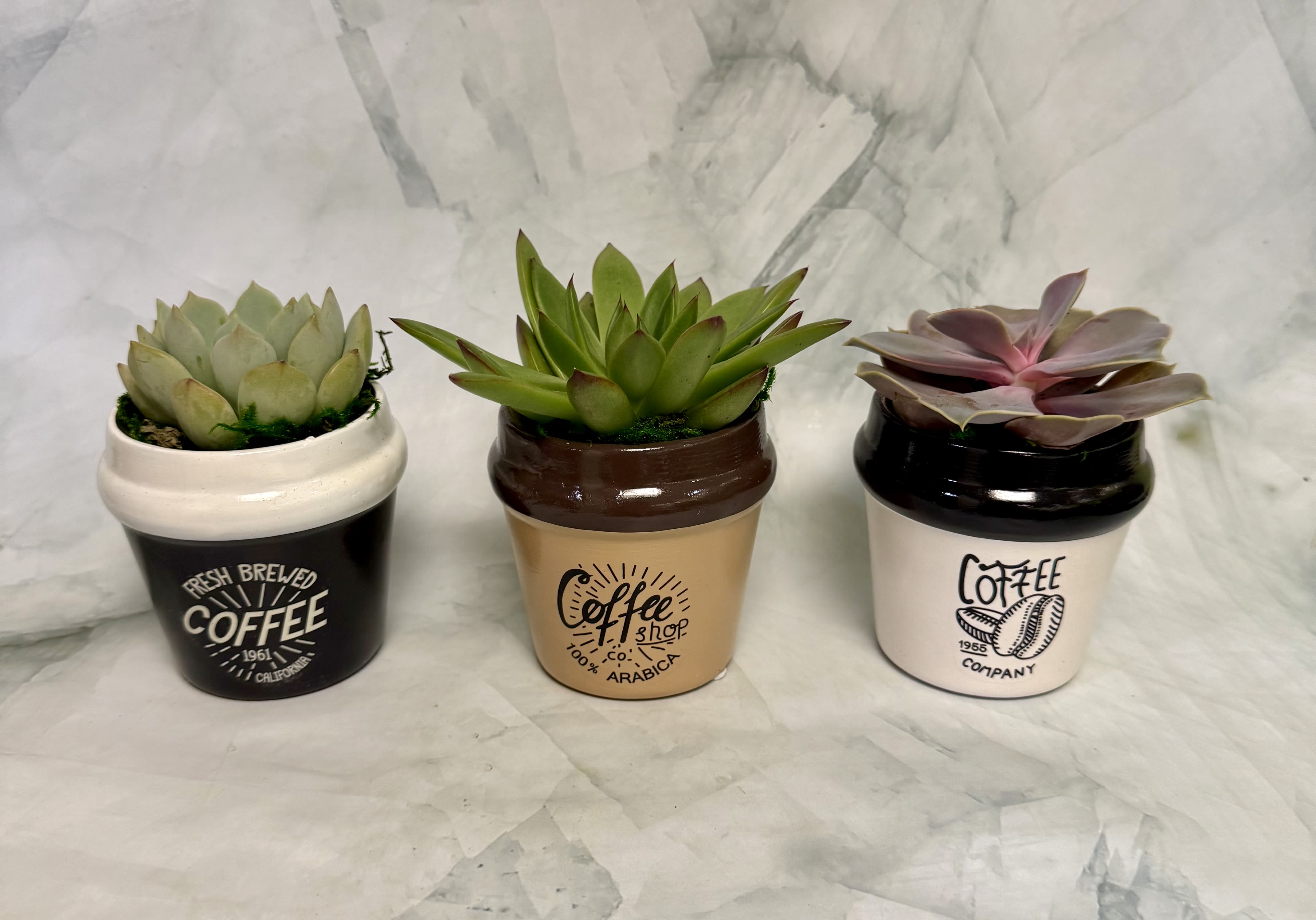 Double Shot Espresso Succulent Planter (One Plant) - A playful coffee-themed succulent planter that brings modern, low-maintenance greenery to a desk, kitchen, or windowsill - perfect as a small housewarming gift, thank-you, or everyday pick-me-up. This single-plant arrangement in a novelty ceramic coffee cup reads like a cheerful café accent; the design and occasion (desk decor, small gift) are ideal for someone who enjoys clean, contemporary touches rather than a formal bouquet.  Each planter contains one compact succulent - rosette or spiky varieties in pale greens, muted pinks, and touches of reddish tips - nestled in a glossy or matte black-and-white or tan ceramic mug with coffee graphics. The low, tidy profile measures a small, tabletop-friendly size and requires minimal care: bright, indirect light and occasional watering allow the succulent to thrive. It's the kind of little surprise that makes the person you're thinking of feel noticed and delighted.
