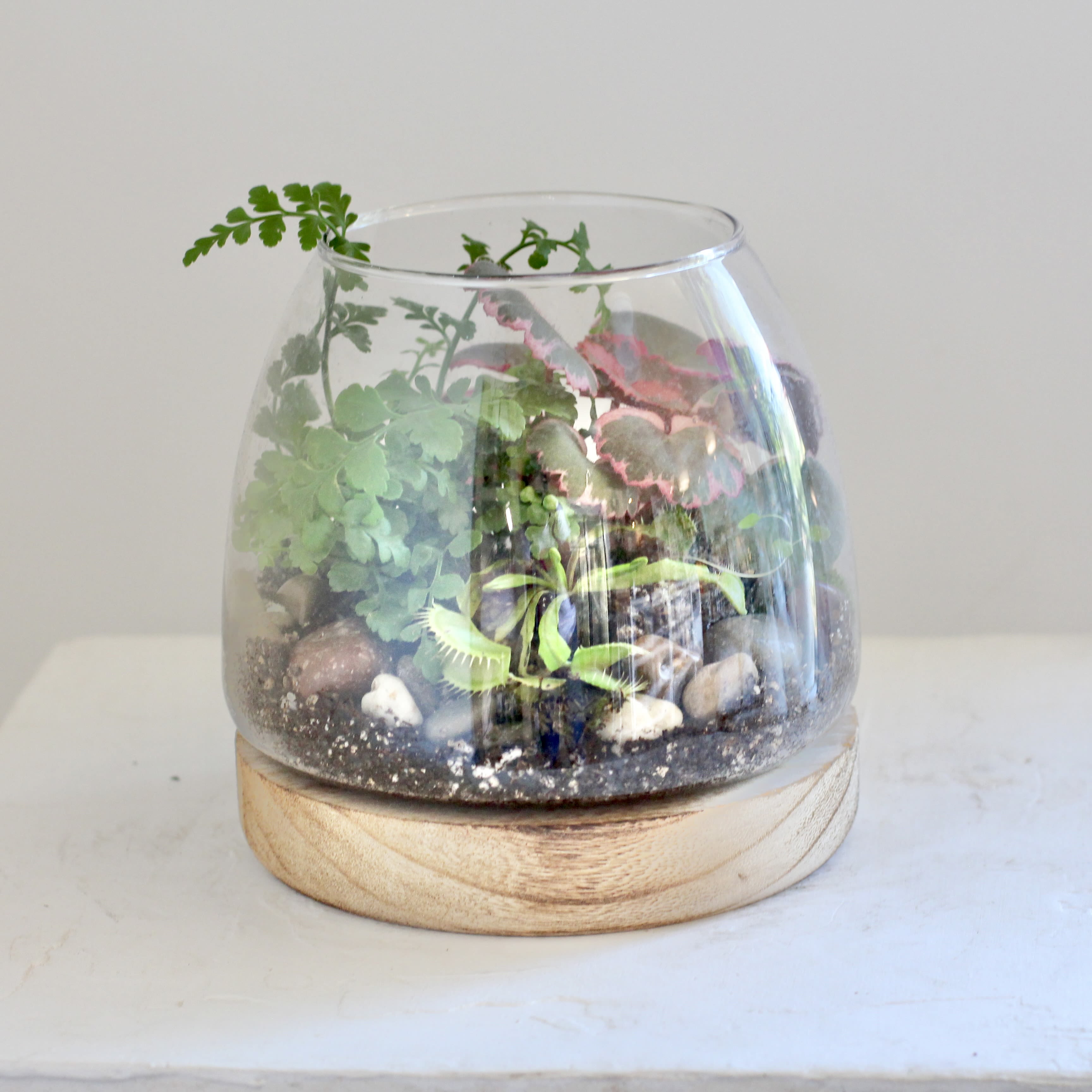 terrarium - Mixed media live terrarium