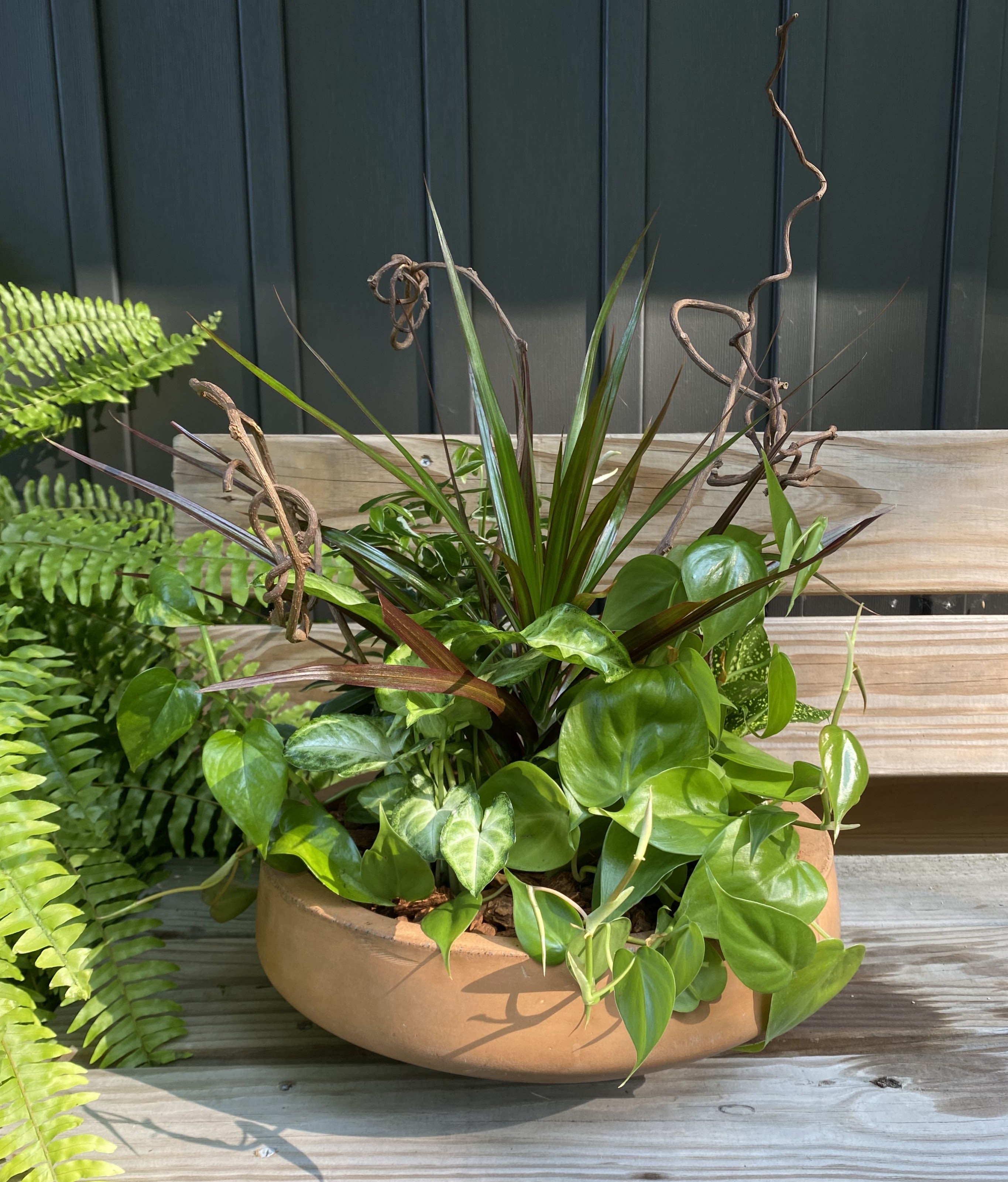 Low dish garden of assorted green foliage plants in a round tan planter on a bench
