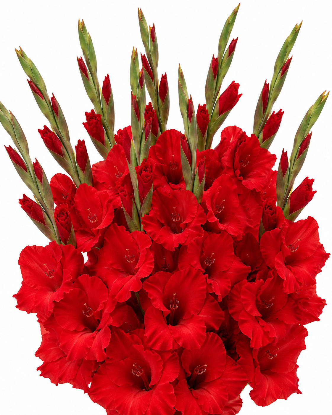 Bouquet of red gladiolus flowers on a white background