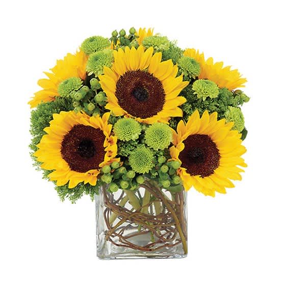Sunflowers and green button mums arranged in a clear glass vase