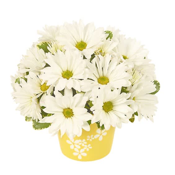 Daisy Celebration - Admit it, daisies have that certain look, that look of happiness along with a bold expression of personality. This botanical celebration accentuates all those thoughts, showcasing white daisies in a yellow cache container featuring floral accents.