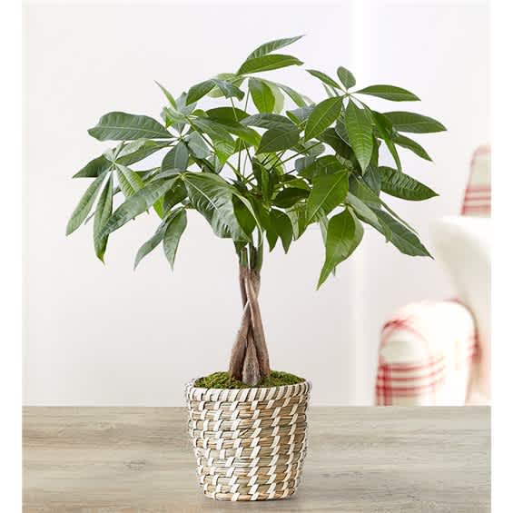 Potted money tree plant in a woven basket planter