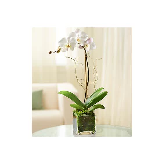 White orchid plant in a square glass container
