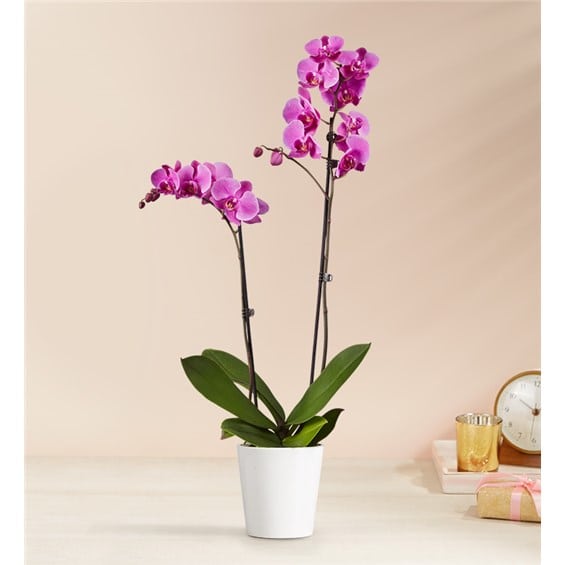 Potted orchid with two magenta flower spikes in a white pot