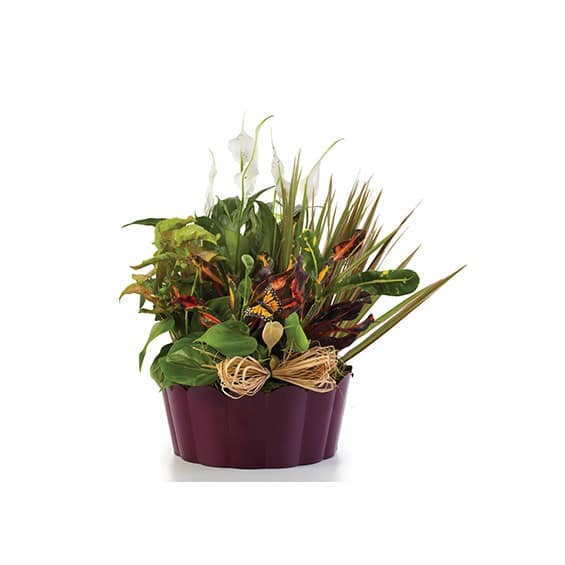 Tropical plant arrangement in a purple container with a raffia bow