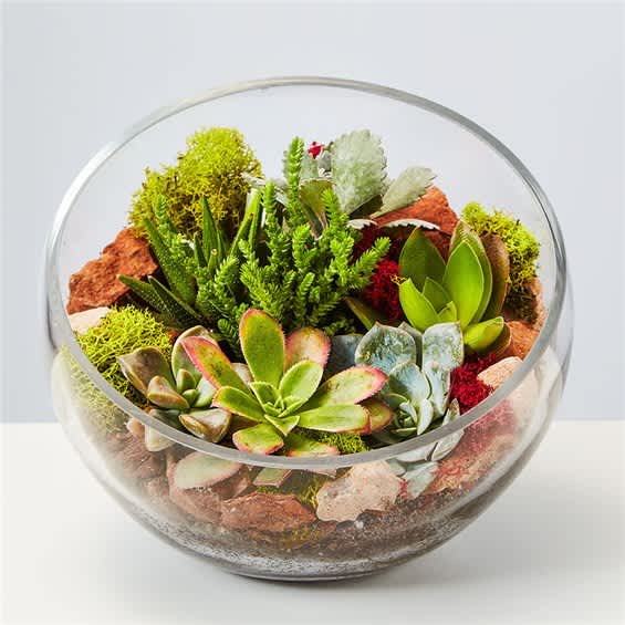 Succulent arrangement in a round glass bowl with rocks and moss