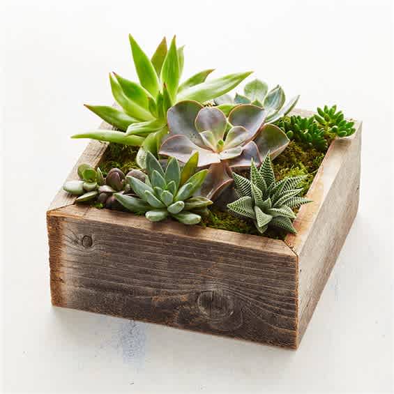 Succulent arrangement in a rustic wooden box