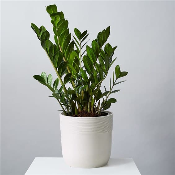 Potted green houseplant in a white planter