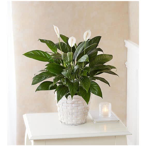 White peace lily plant in a woven basket on a table