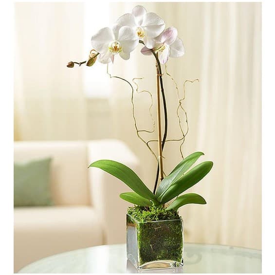 White orchid plant in a square glass vase on a table