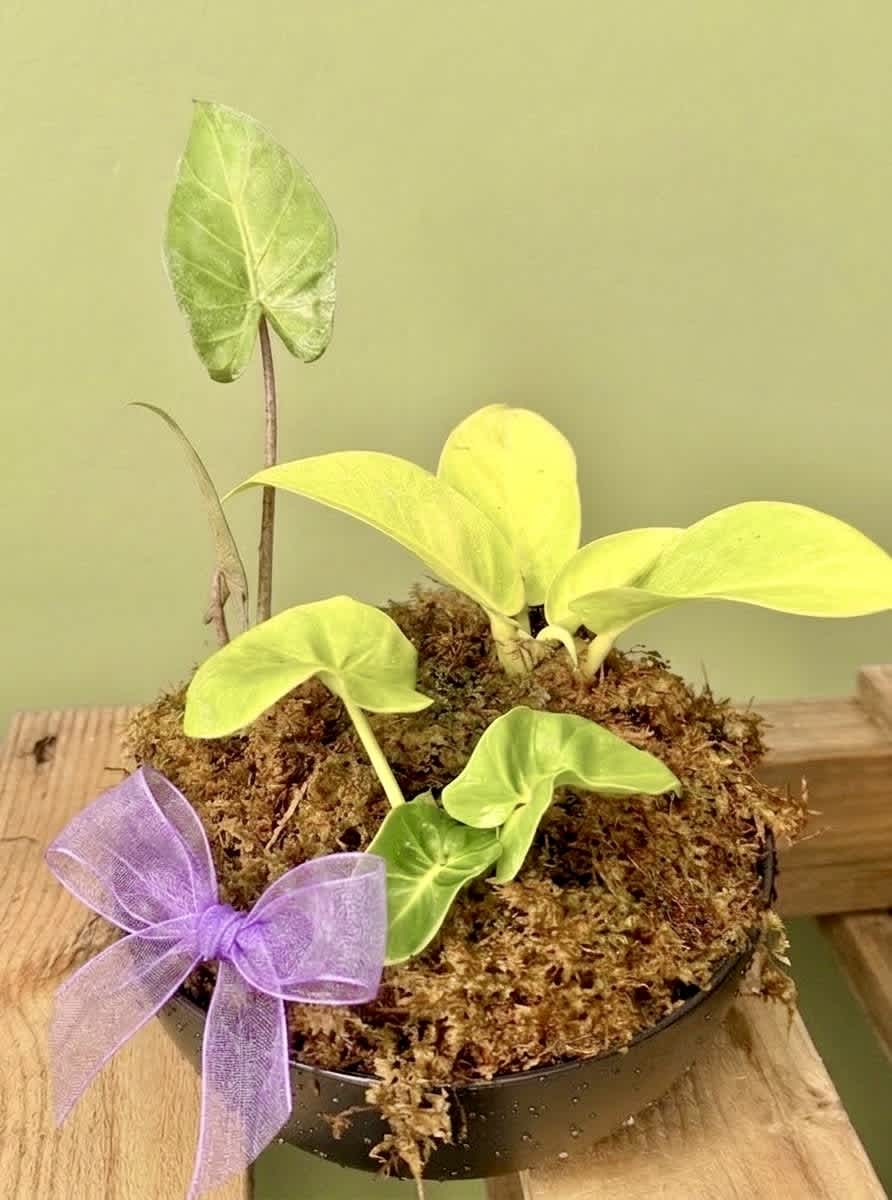 Small potted plant with bright green leaves and a purple ribbon bow
