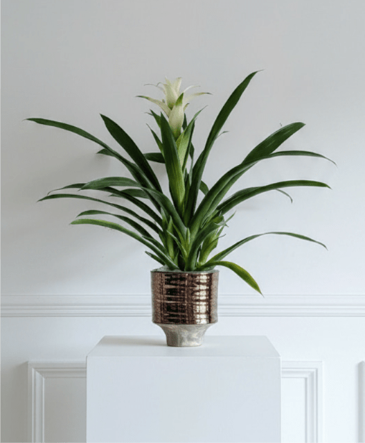 Quiet Bromeliad - Quiet Bromeliad features graceful green foliage and a delicate white bloom for a fresh, sophisticated look. This 6-inch plant is presented in a decorative container and makes a beautiful, long-lasting gift for the home or office.  Decorative container may vary based on availability.