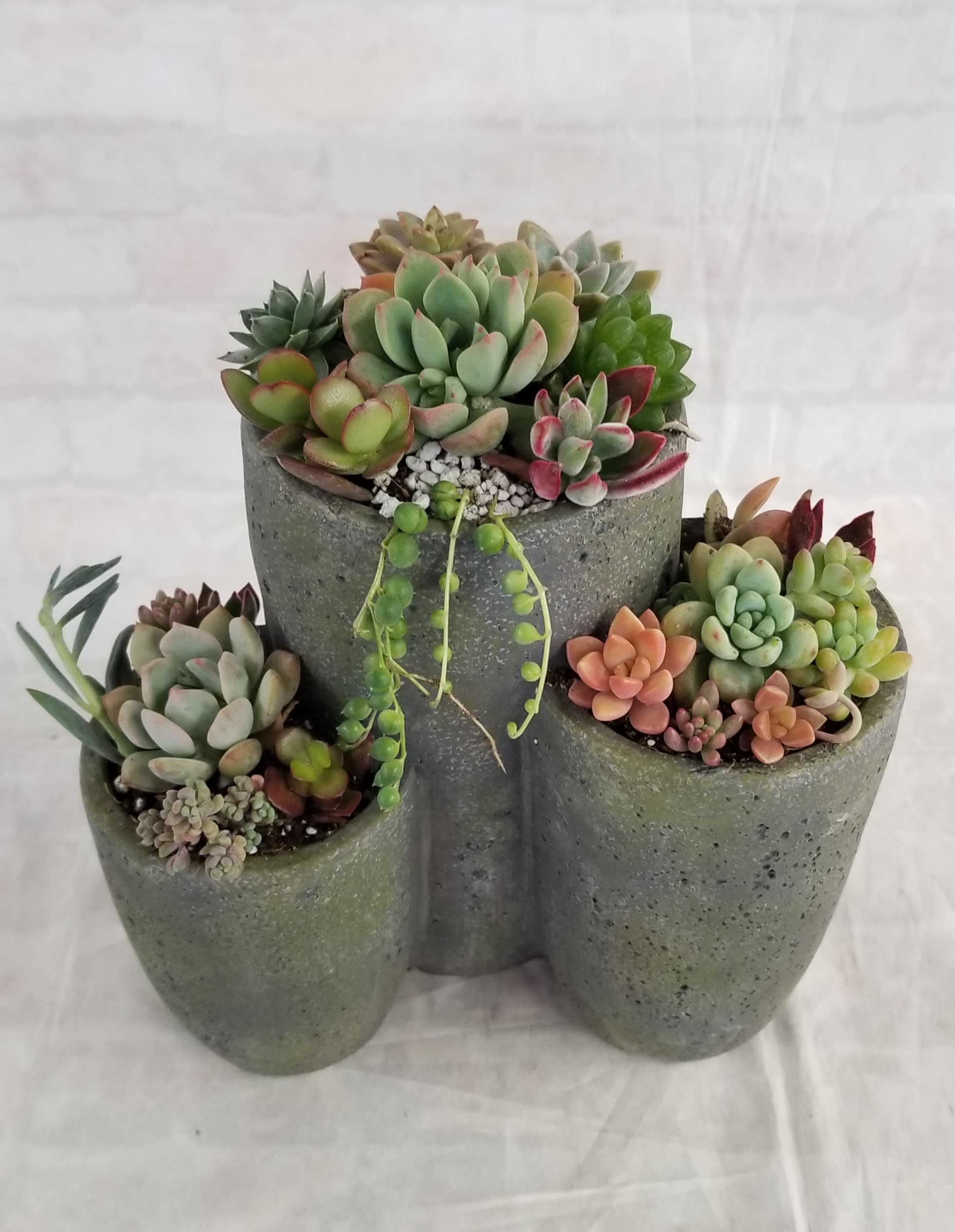 9" Tall Succulent trio planter - Select this trio cement planter filled with a mix of mini succulents.