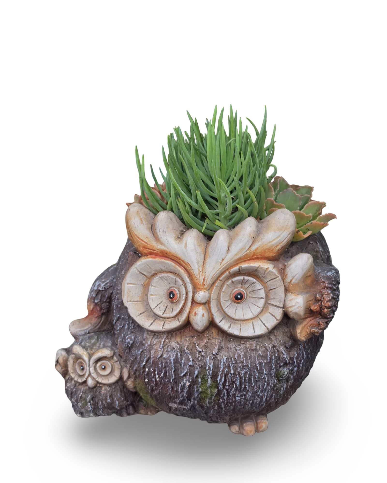 Owl Succulent Planter - A whimsical owl-shaped planter filled with mixed succulents makes a cute, simple gift for Mother's Day, birthdays, graduations, or housewarmings. The playful mix of upright grassy succulents and rosette forms creates a lively texture she'll notice at a glance.  The rustic ceramic owl, painted in tan, brown and cream, adds charm on a windowsill, desk, or entry table. Low-maintenance and long-lasting, this compact arrangement is an easy way to say thank you, congrats, or happy holiday wishes without fuss.