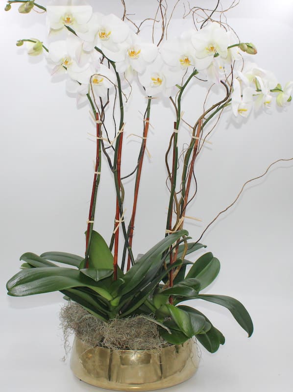 White orchids in a gold container with broad green leaves