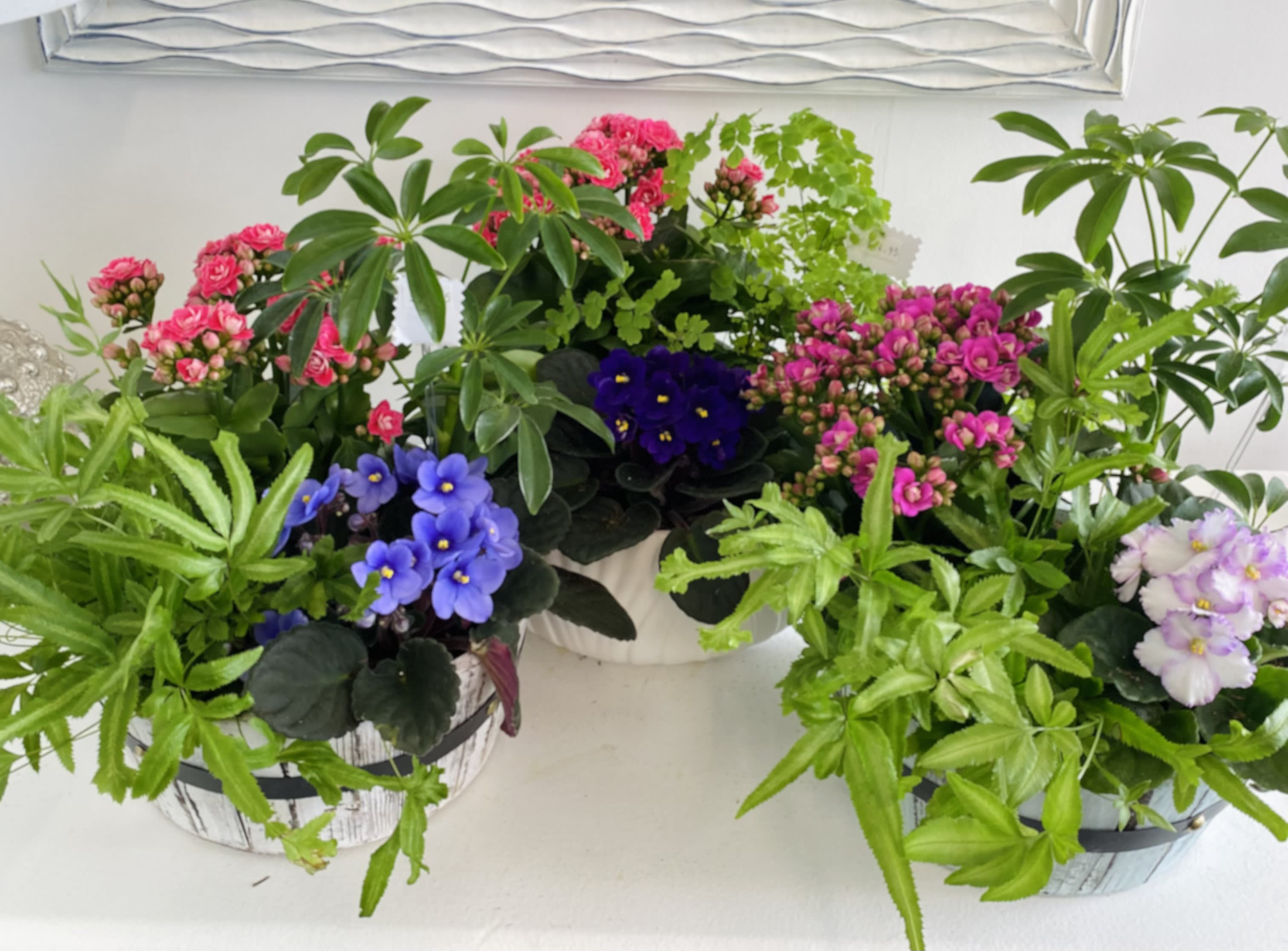 Mixed potted plants with pink blossoms and purple flowers in white round containers.